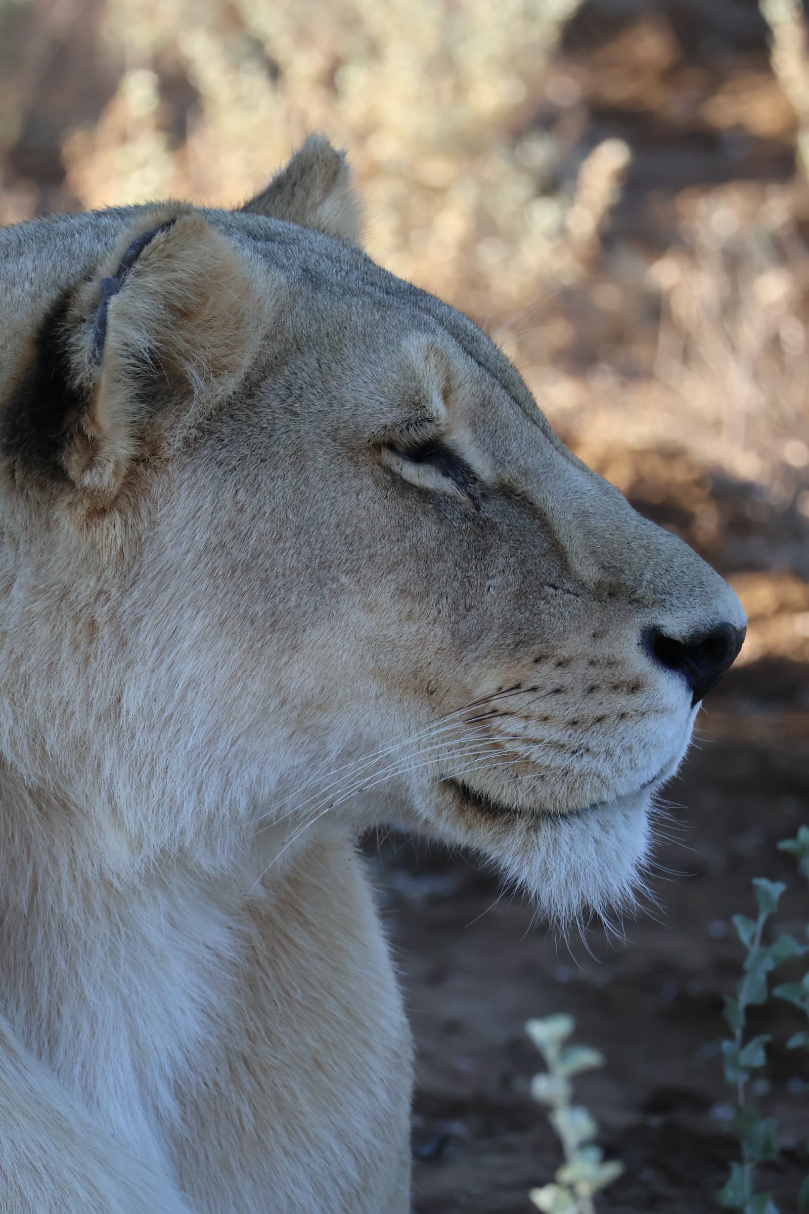 Animal 176