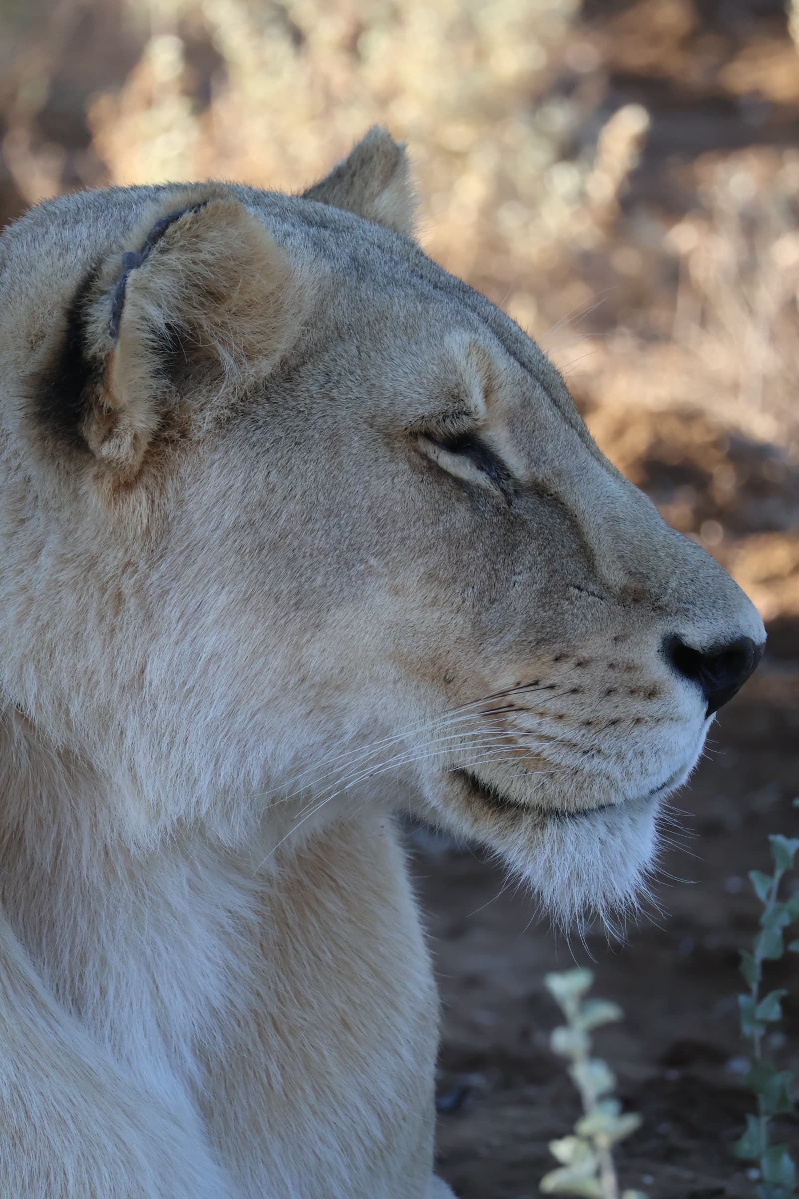 Animal 86