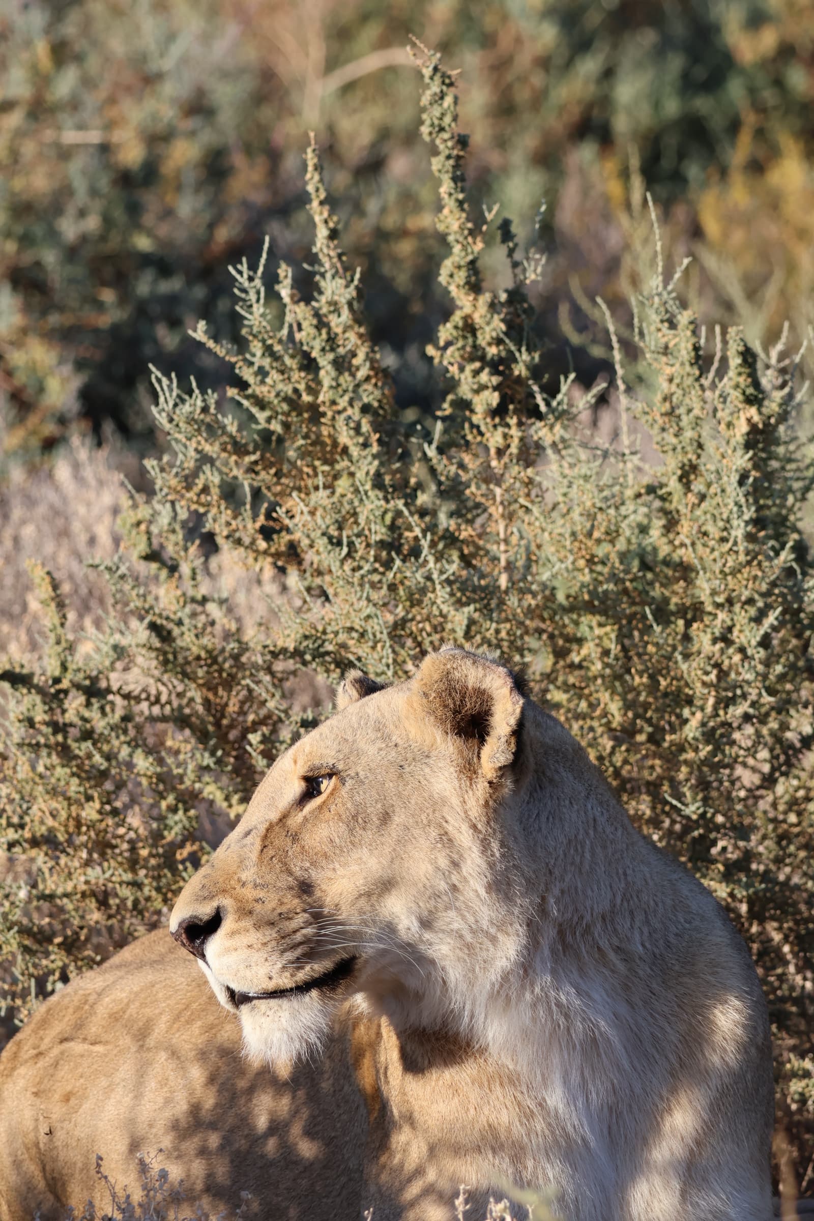 Animal 77