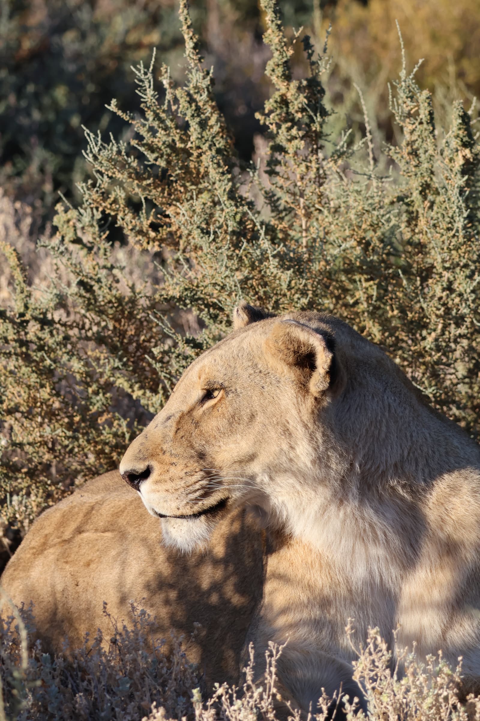 Animal 132