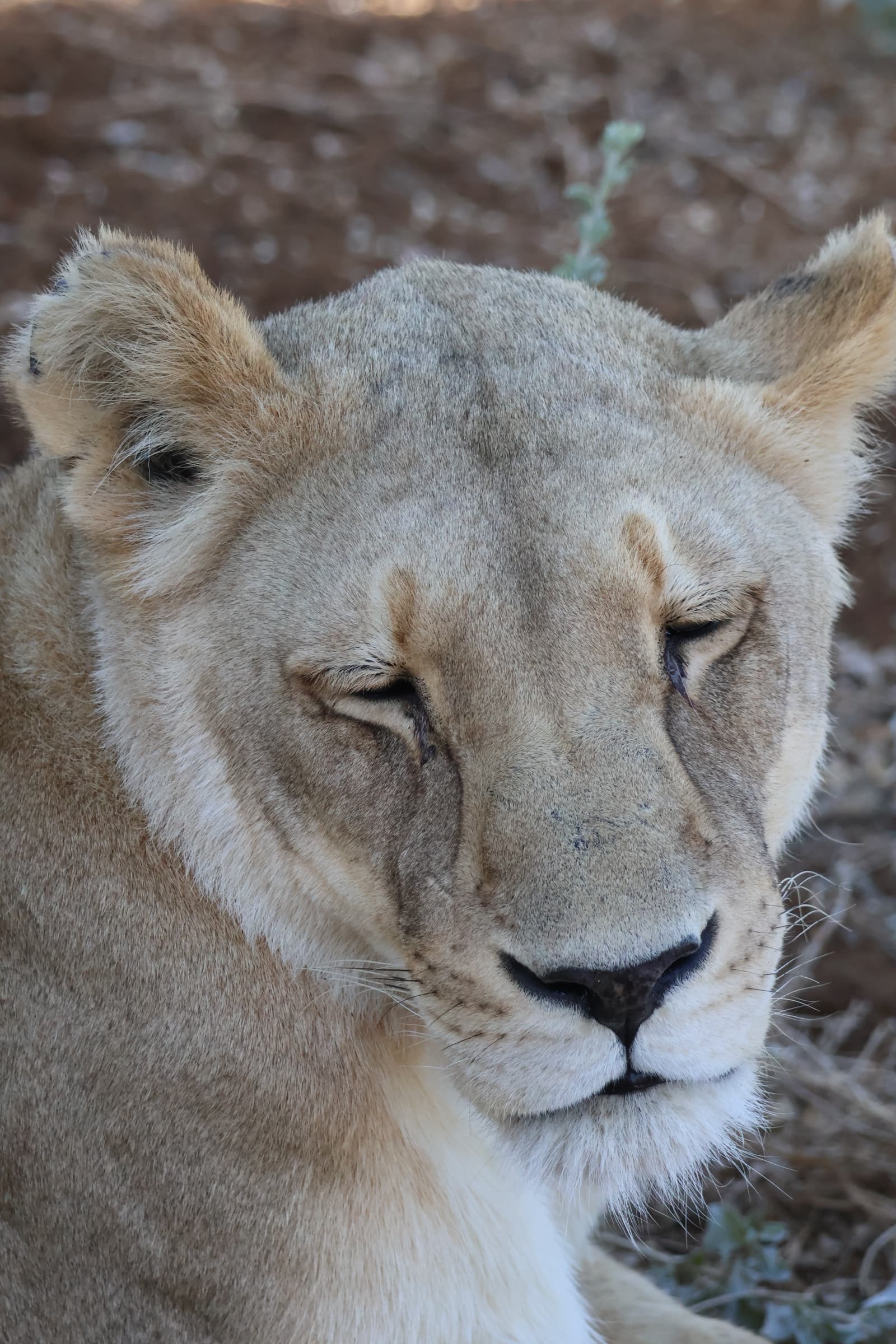 Animal 114