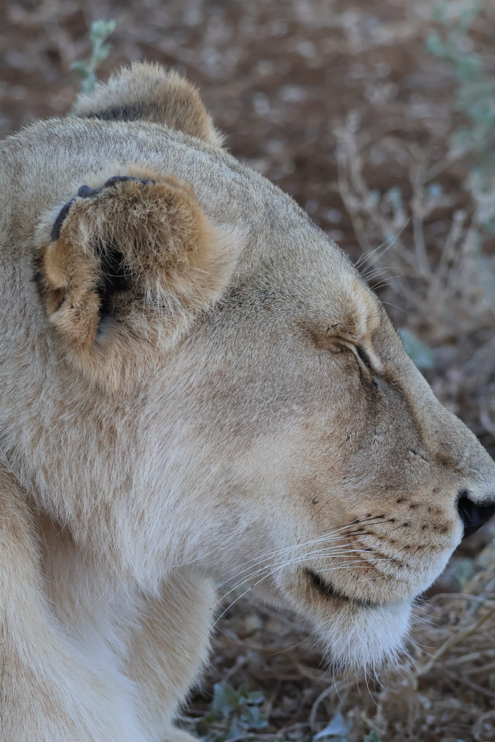 Animal 42