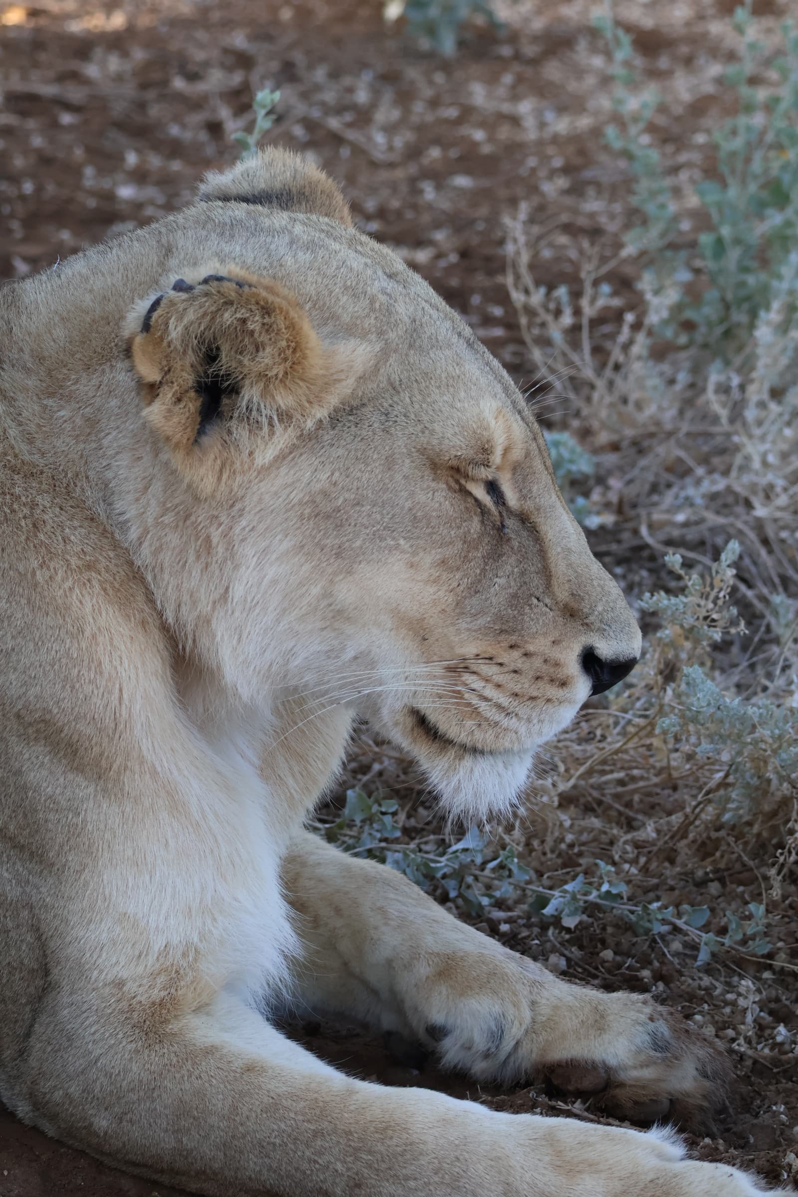 Animal 157