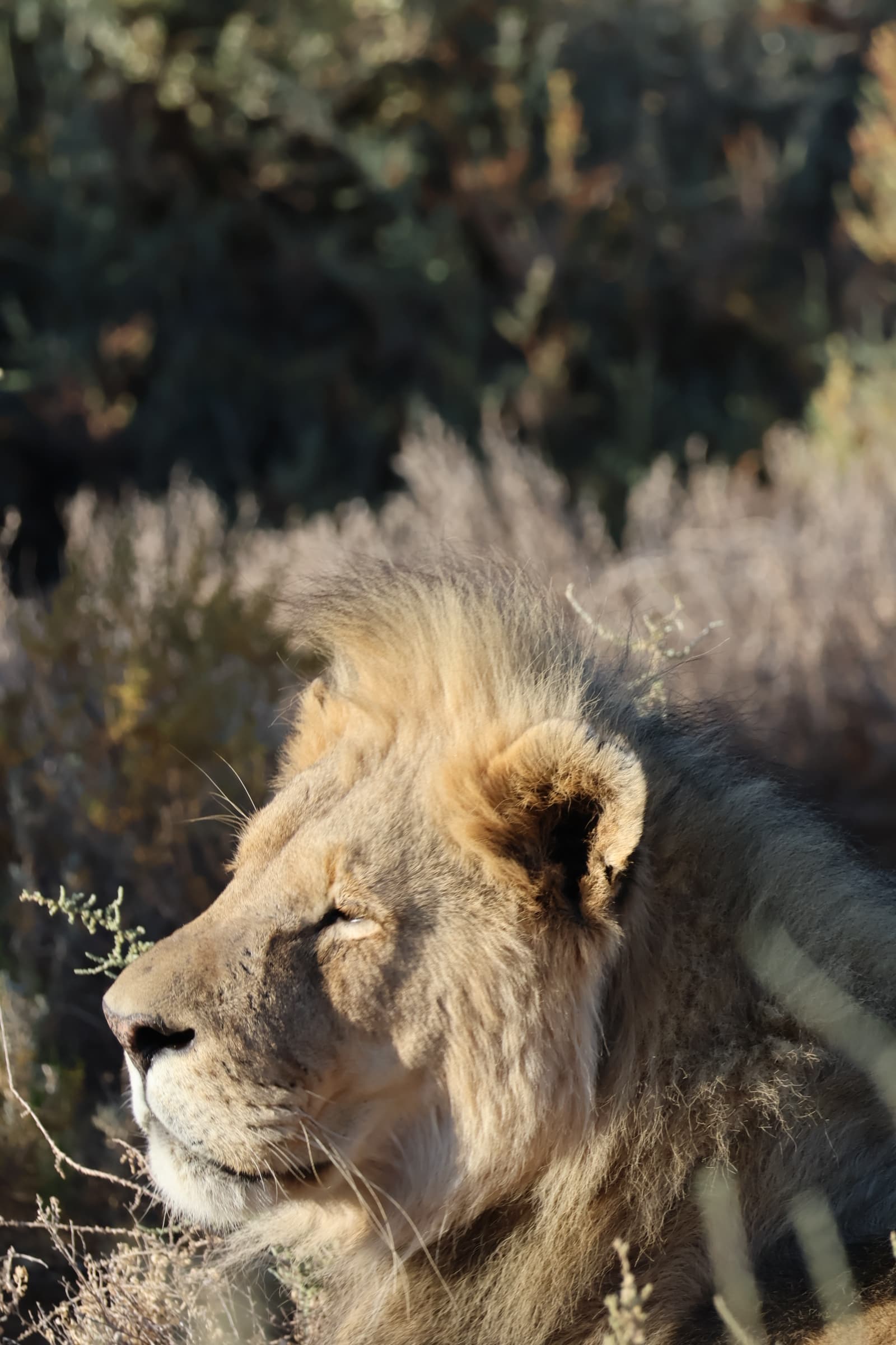 Animal 199