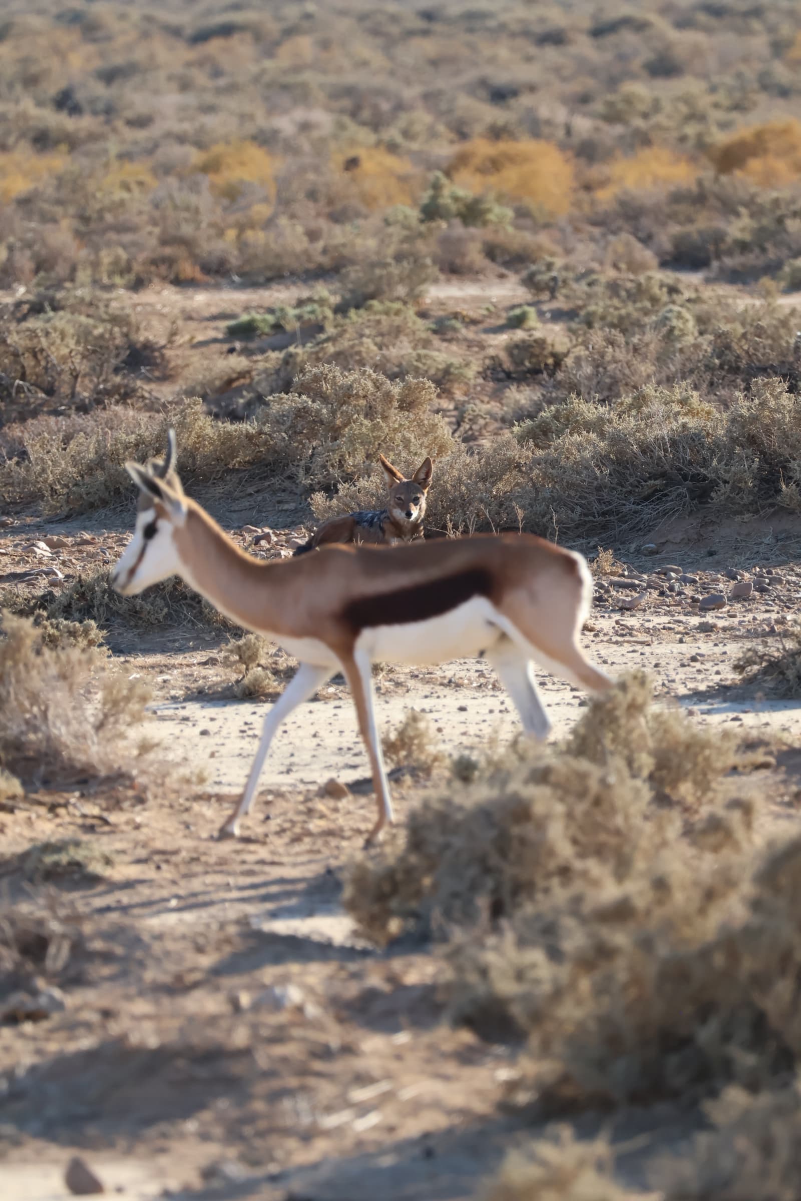 Animal 3