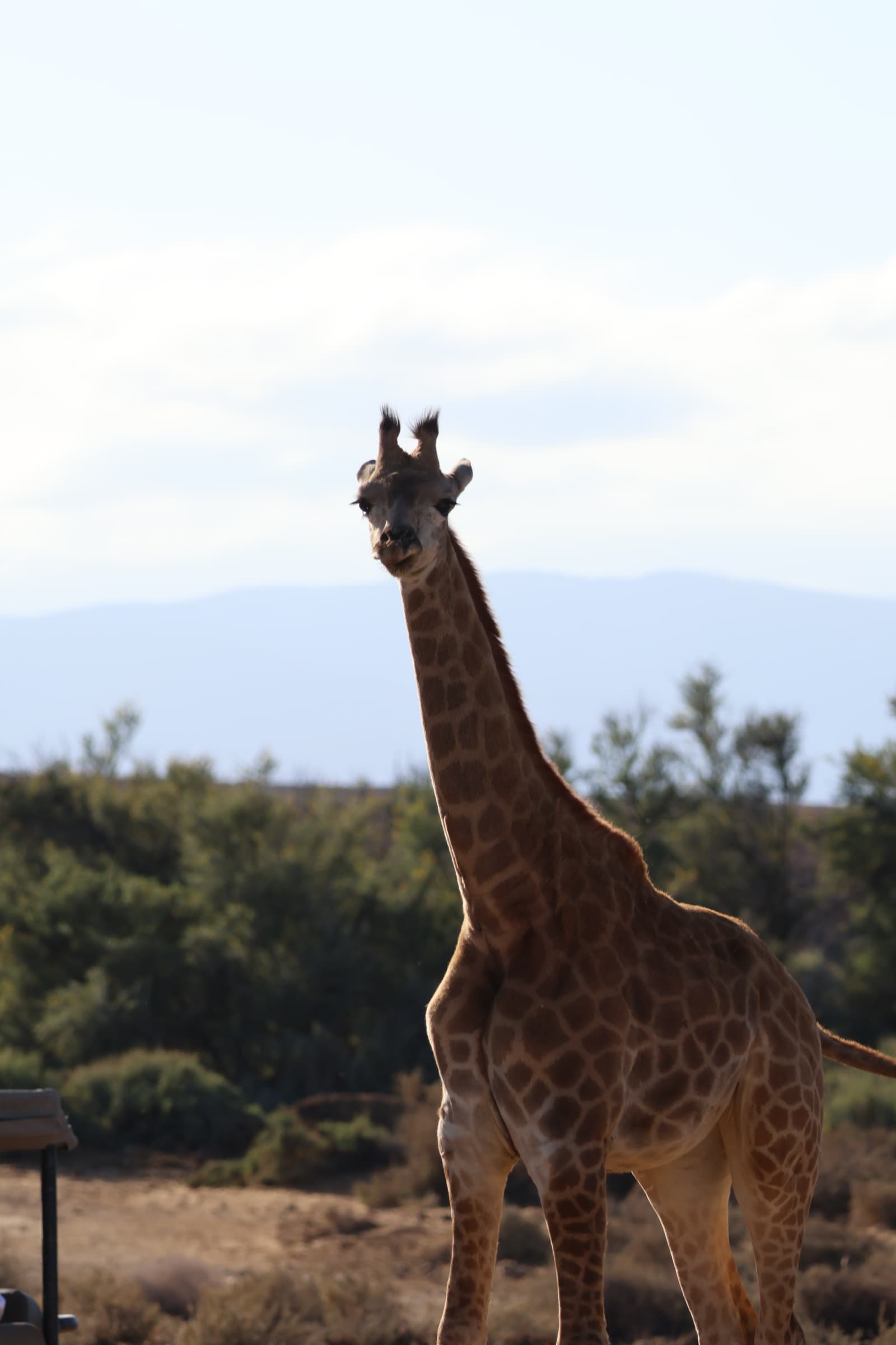 Animal 137