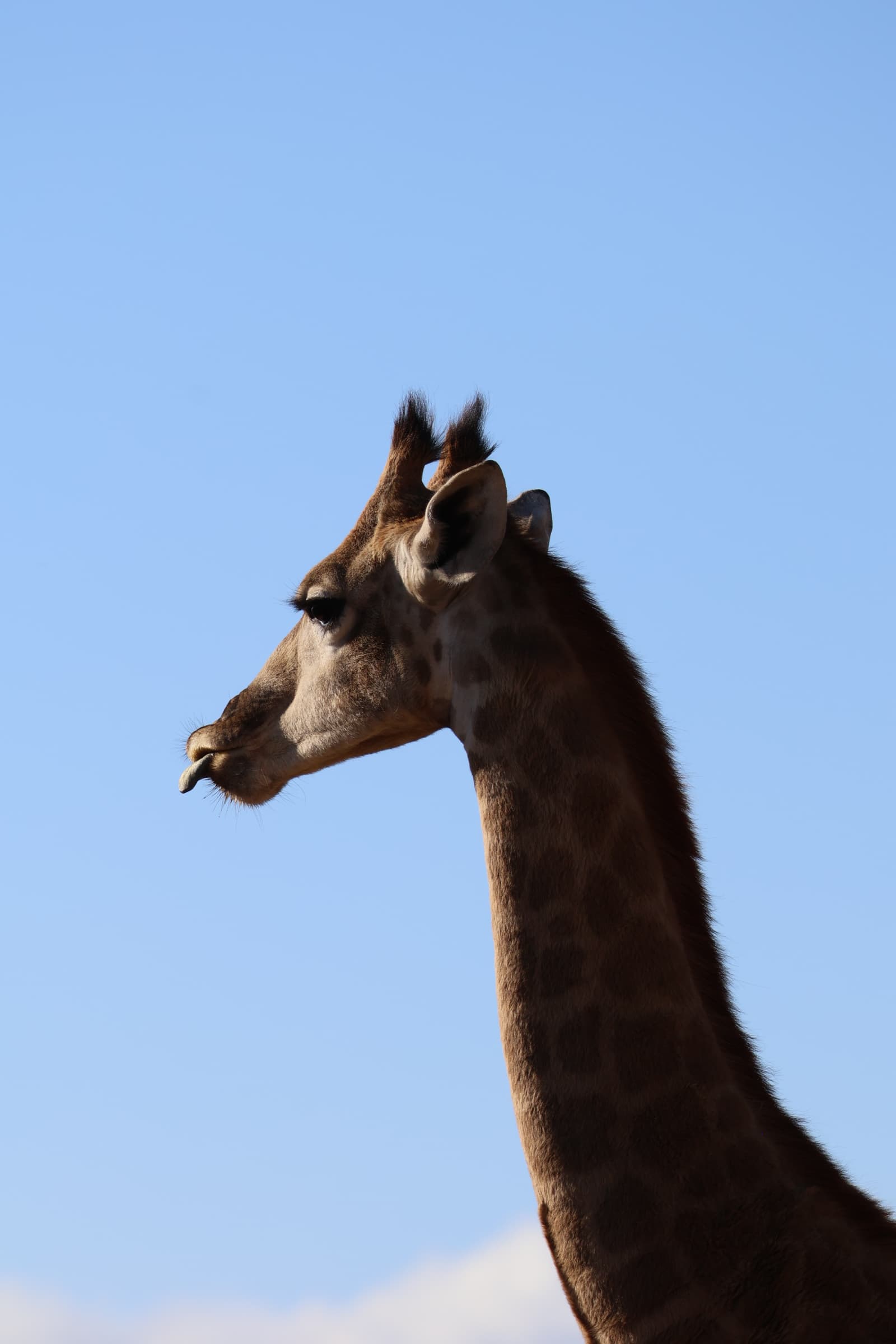 Animal 181