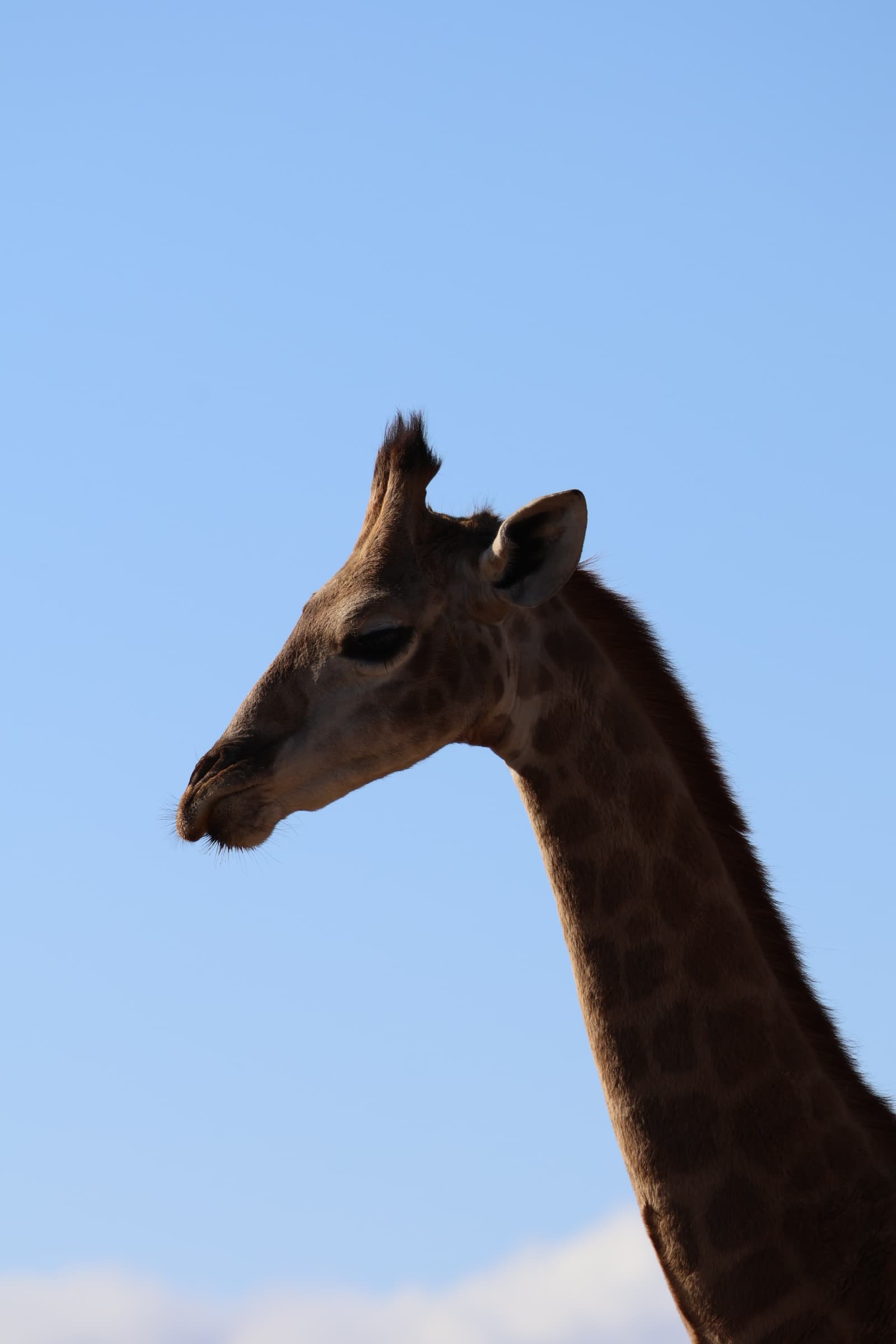 Animal 206