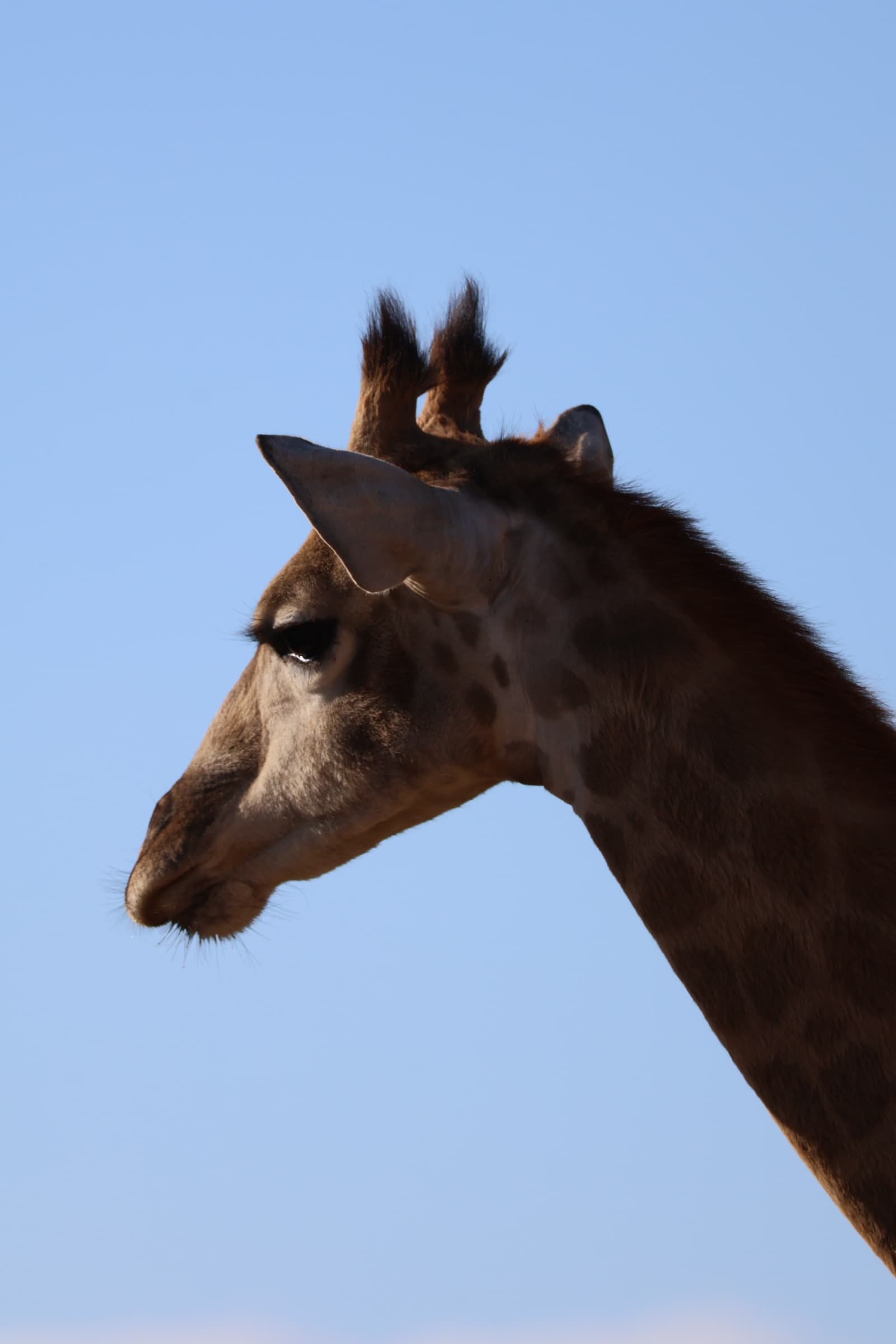 Animal 81