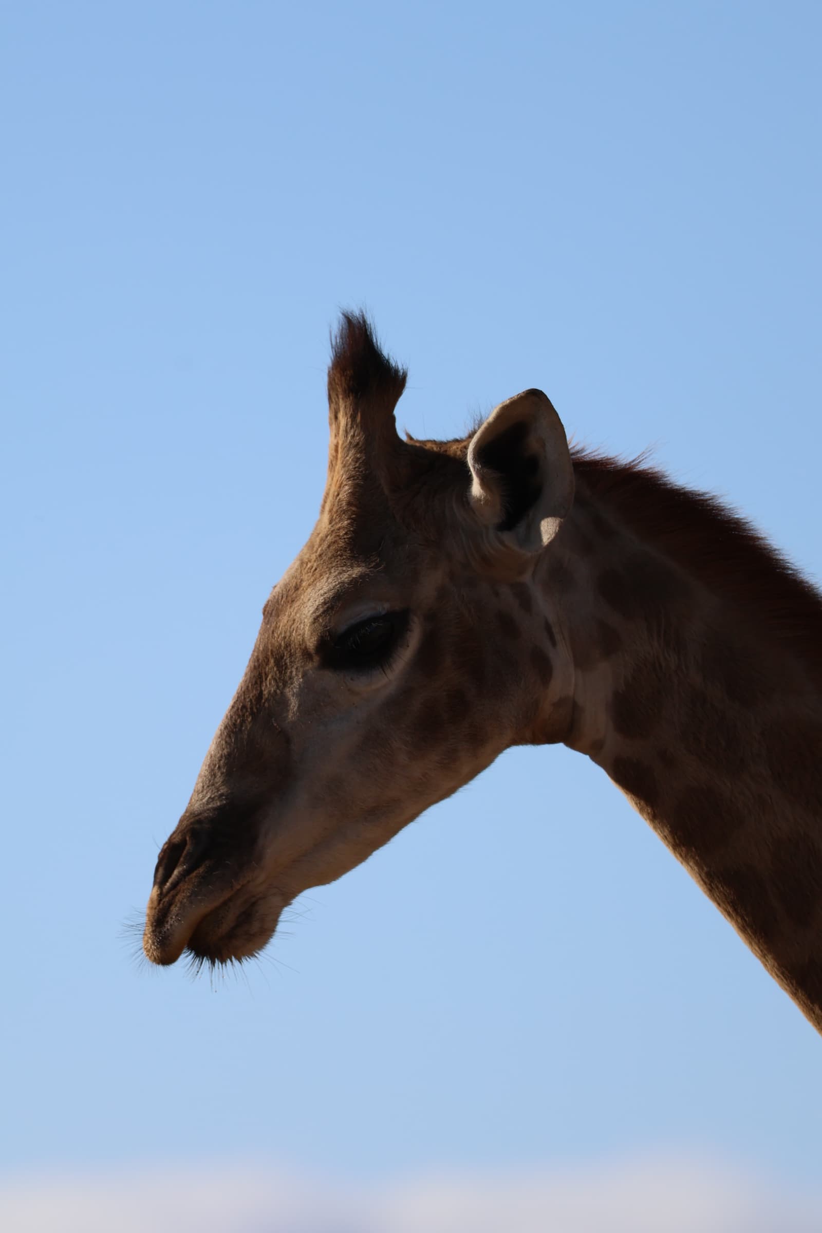 Animal 88