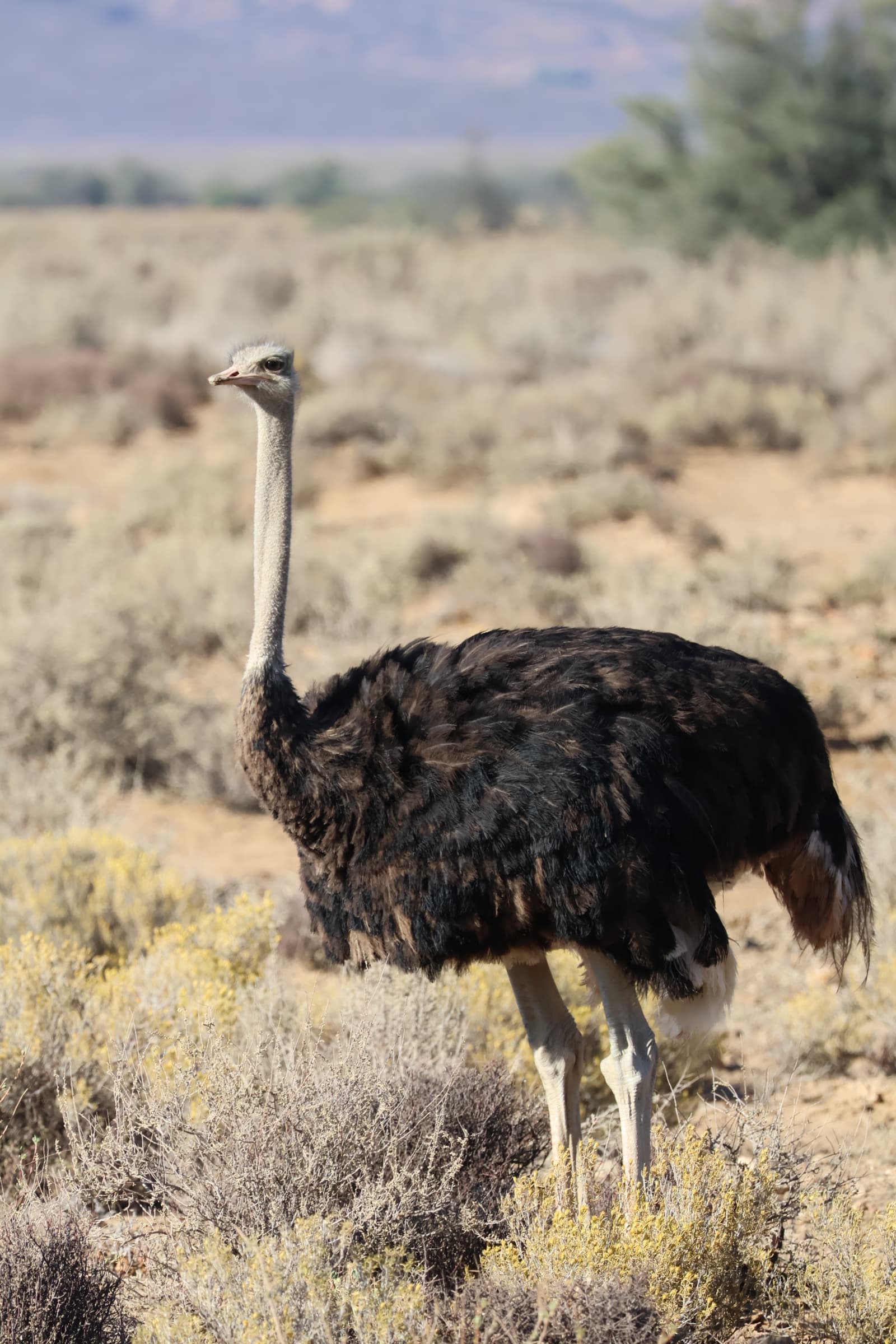 Animal 178