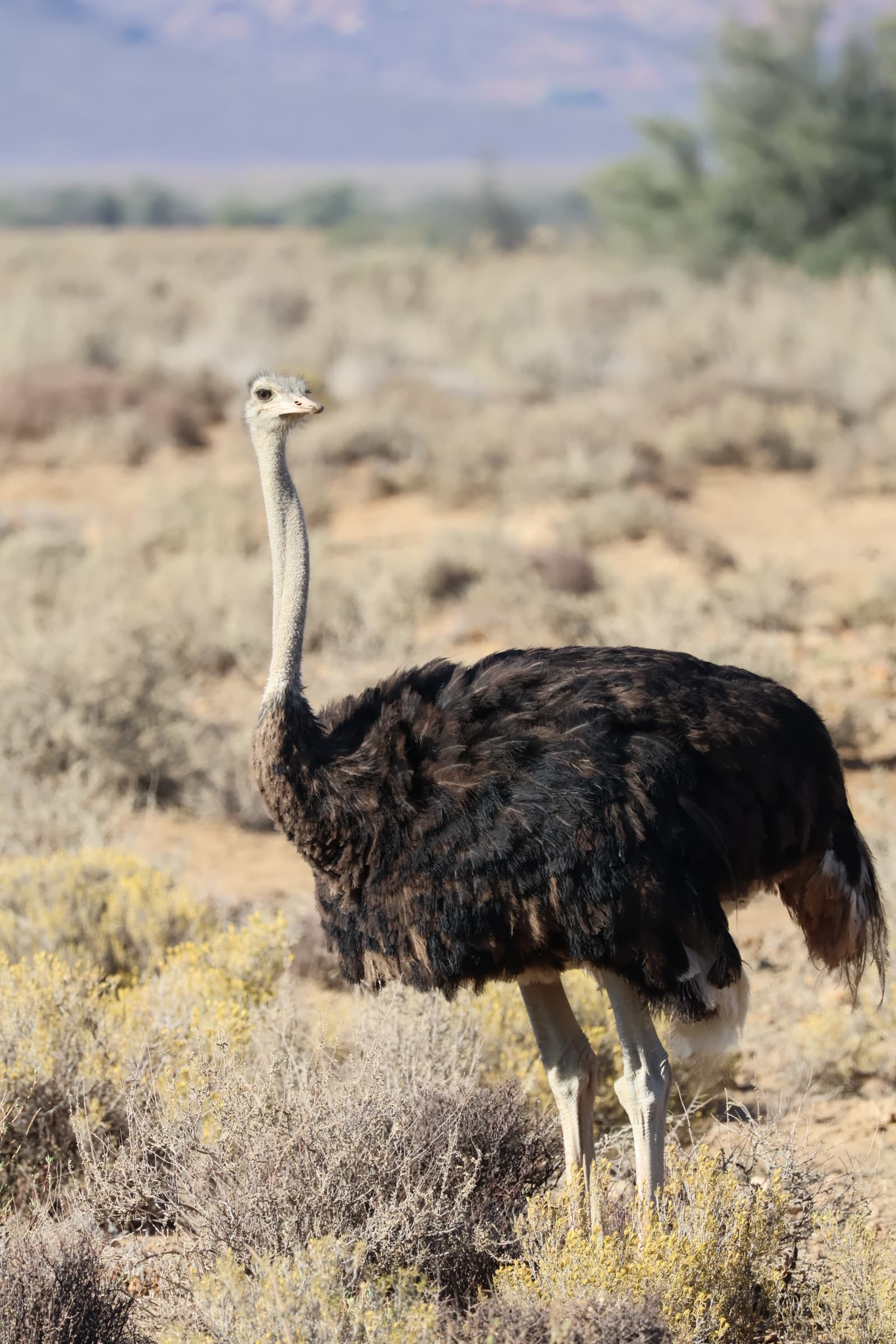 Animal 69