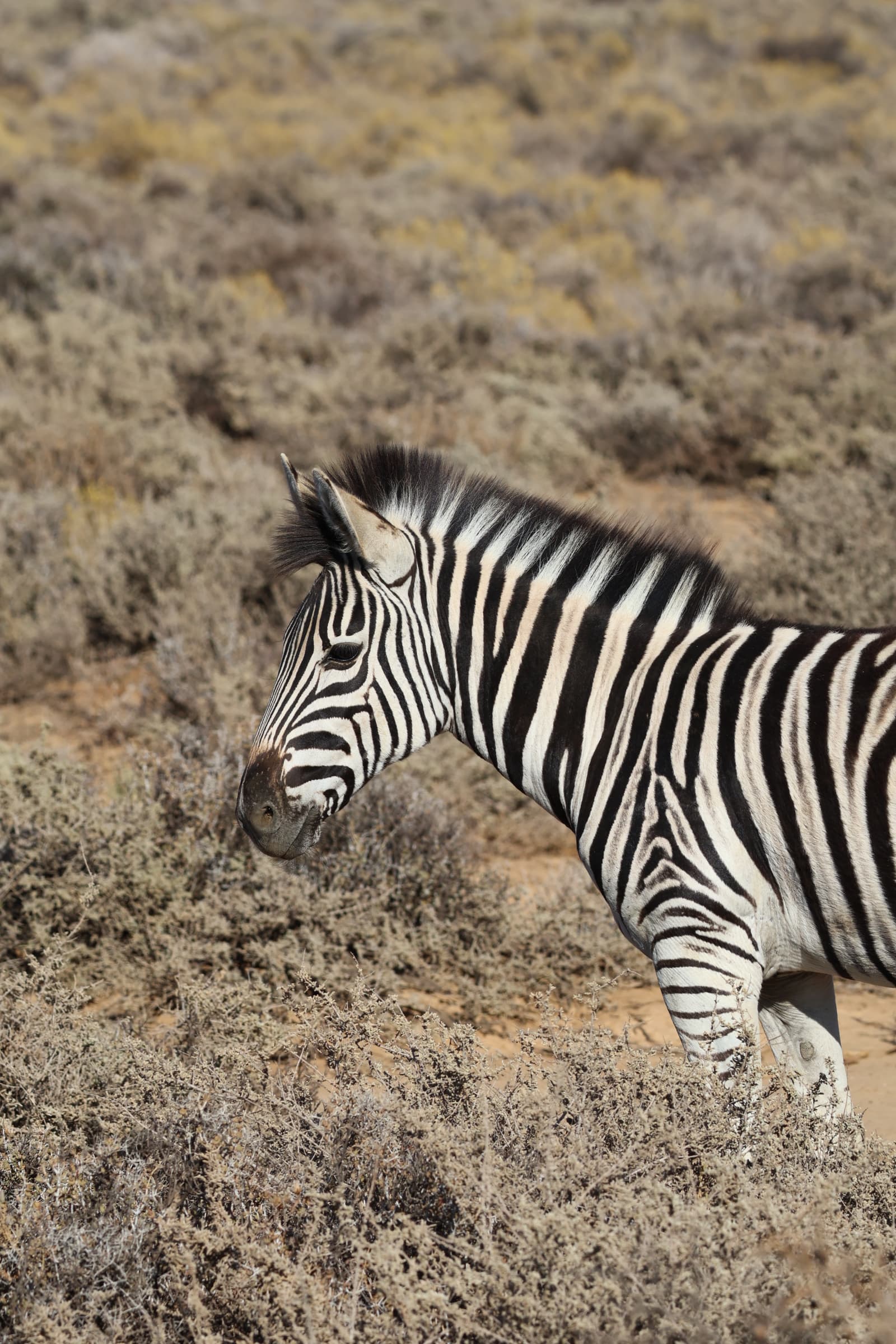 Animal 7
