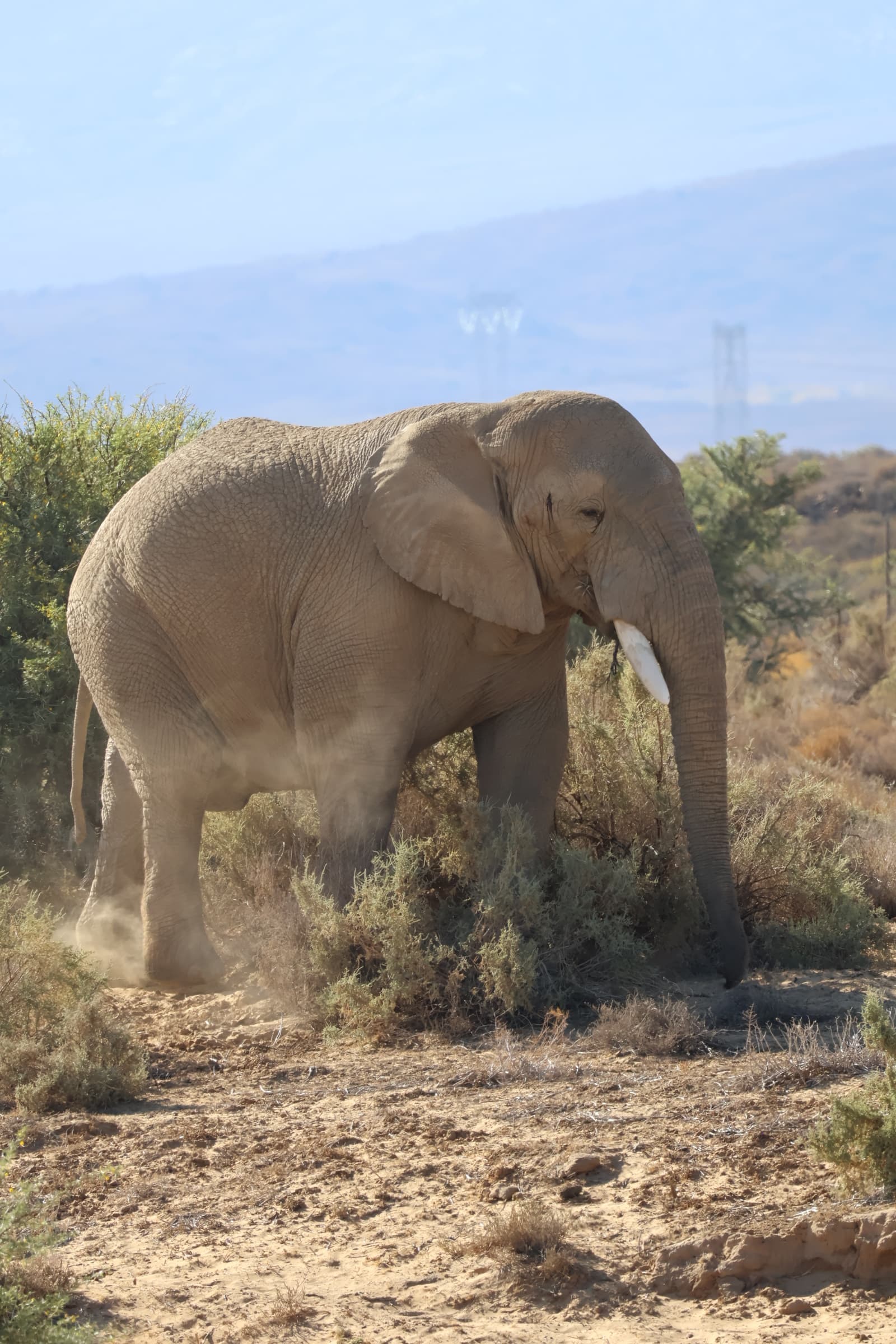 Animal 171