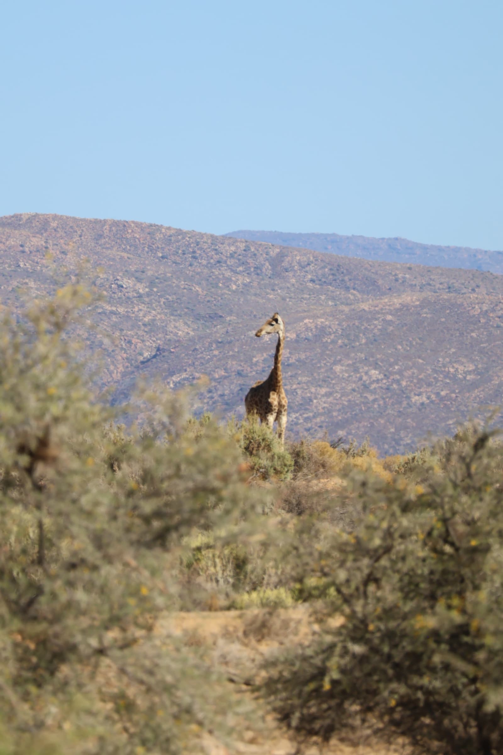 Animal 118