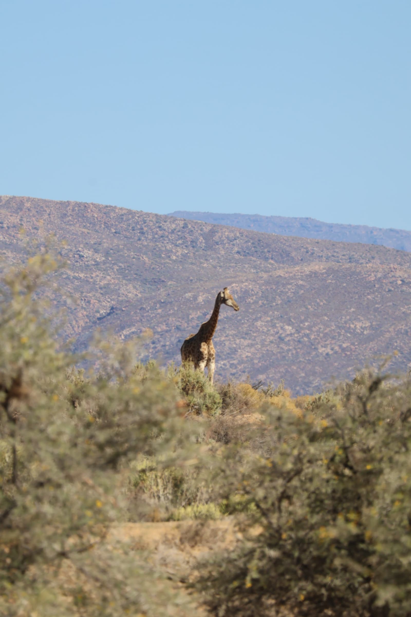 Animal 62
