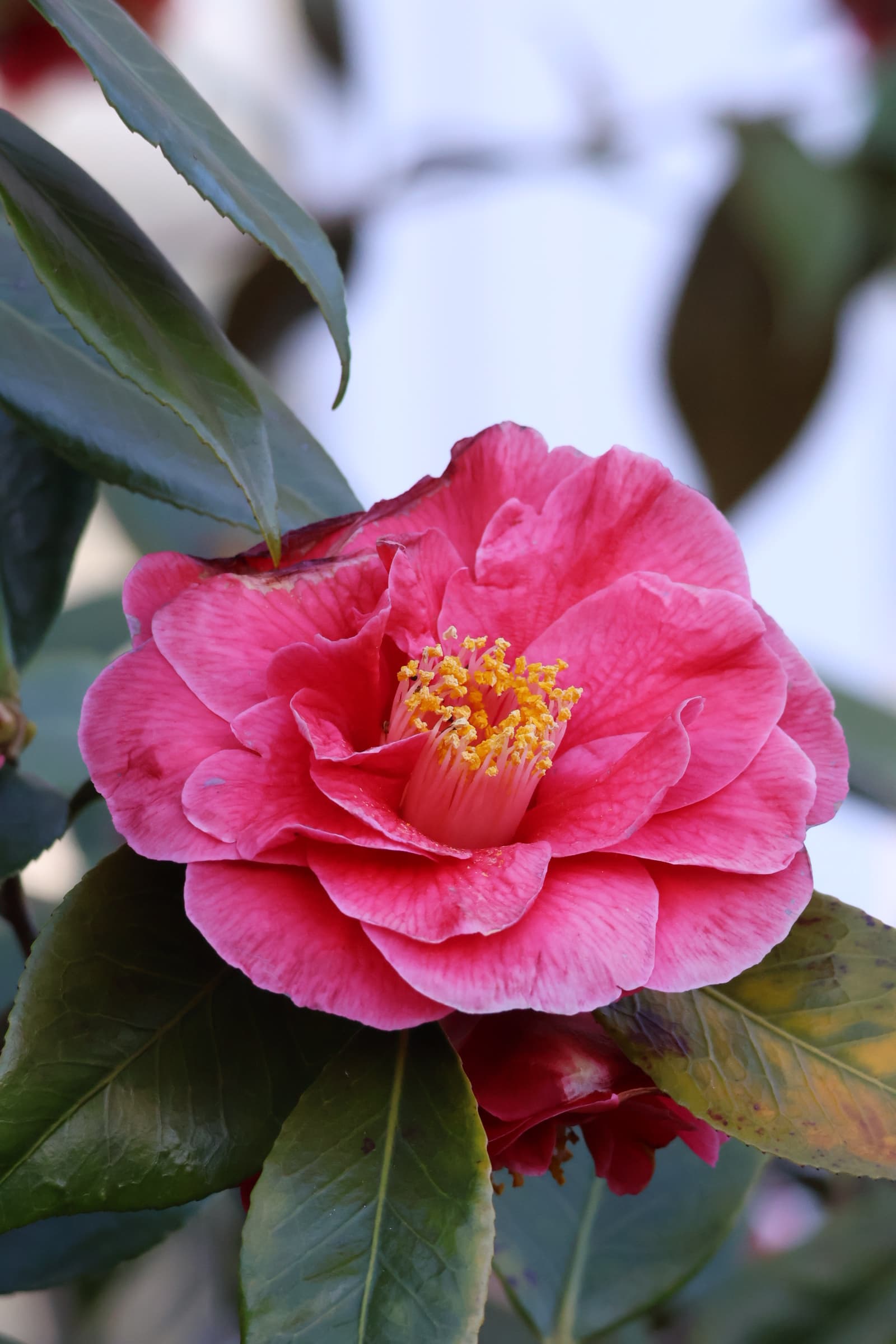 Flower 131