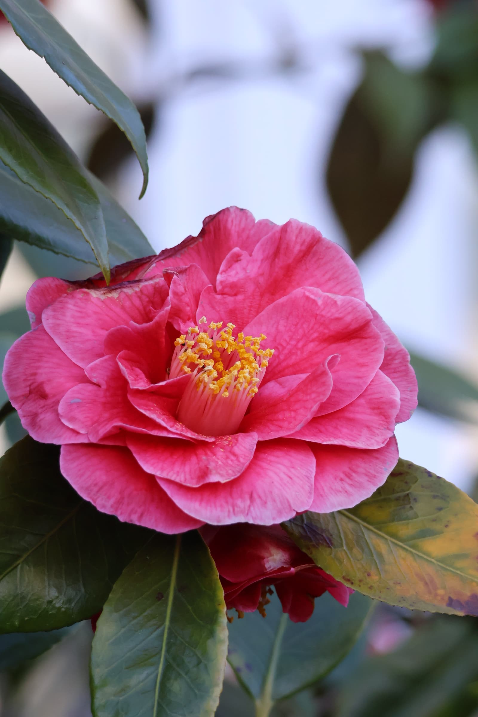 Flower 50