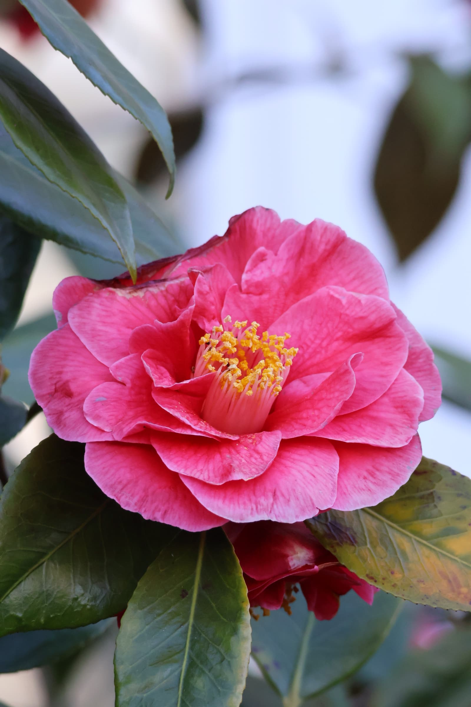 Flower 555