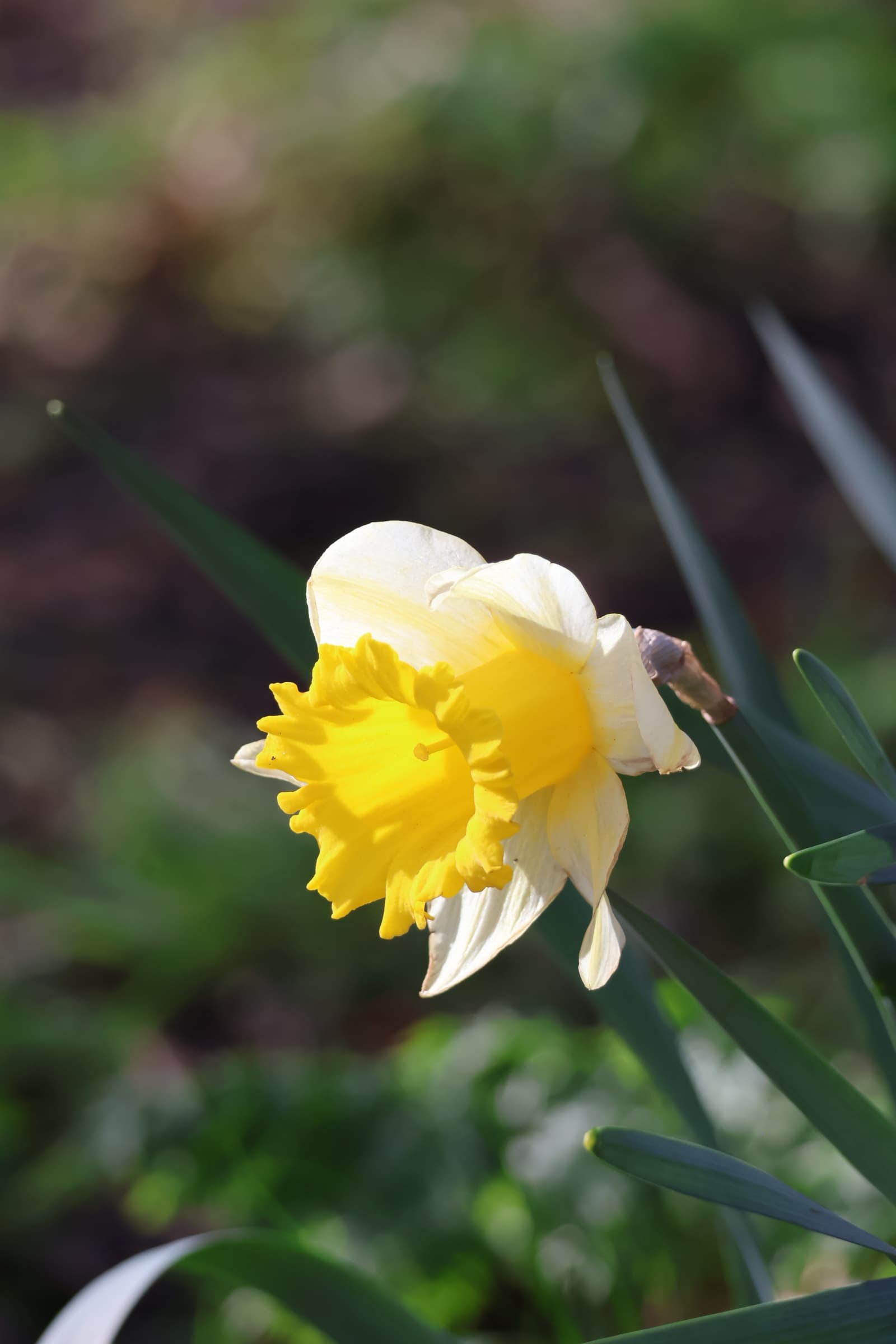 Flower 368
