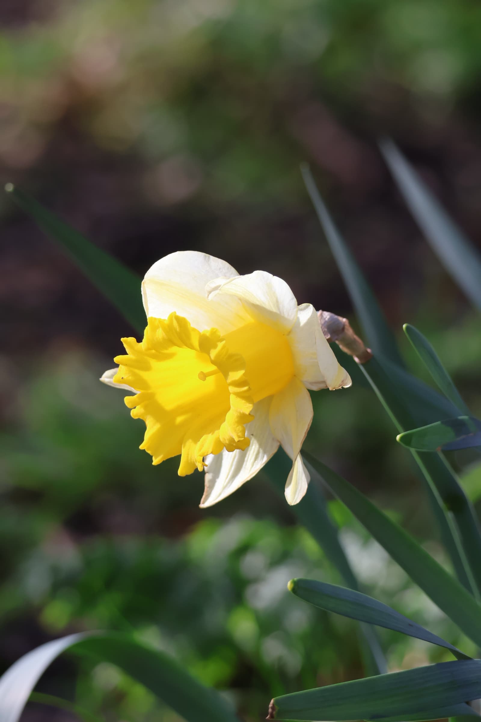 Flower 449