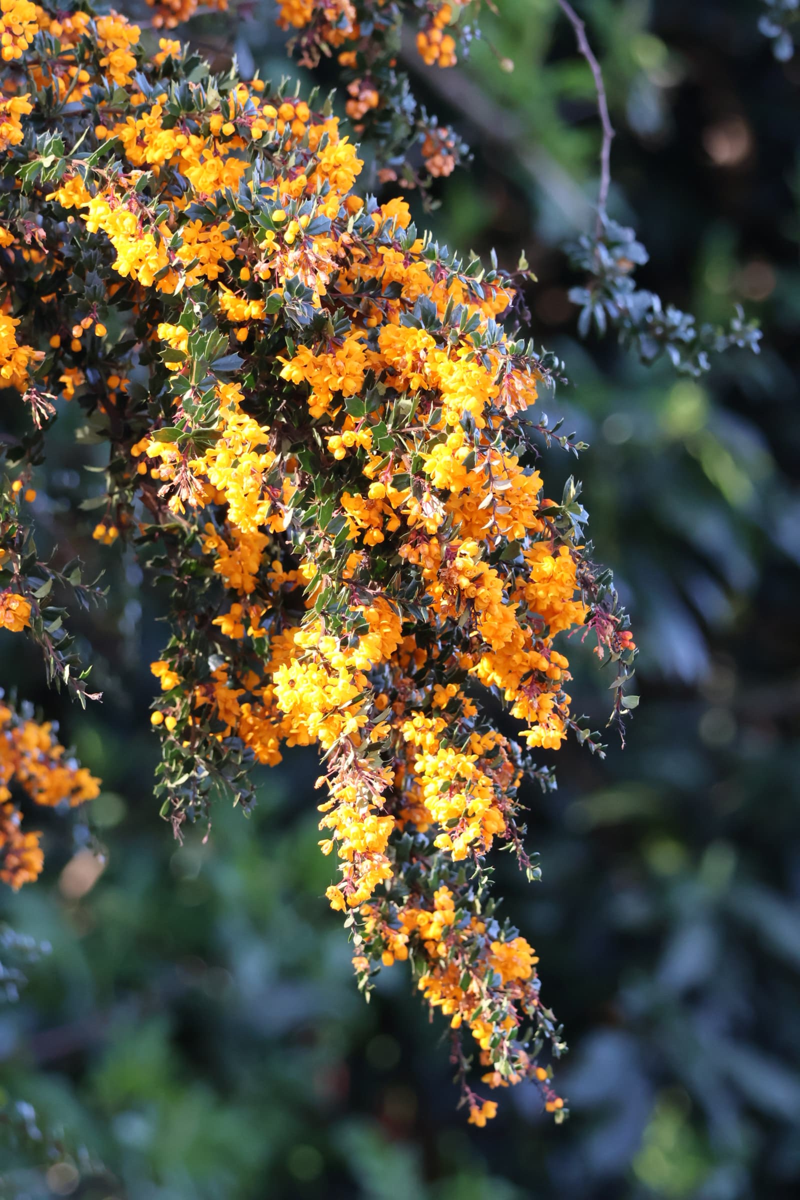 Flower 153