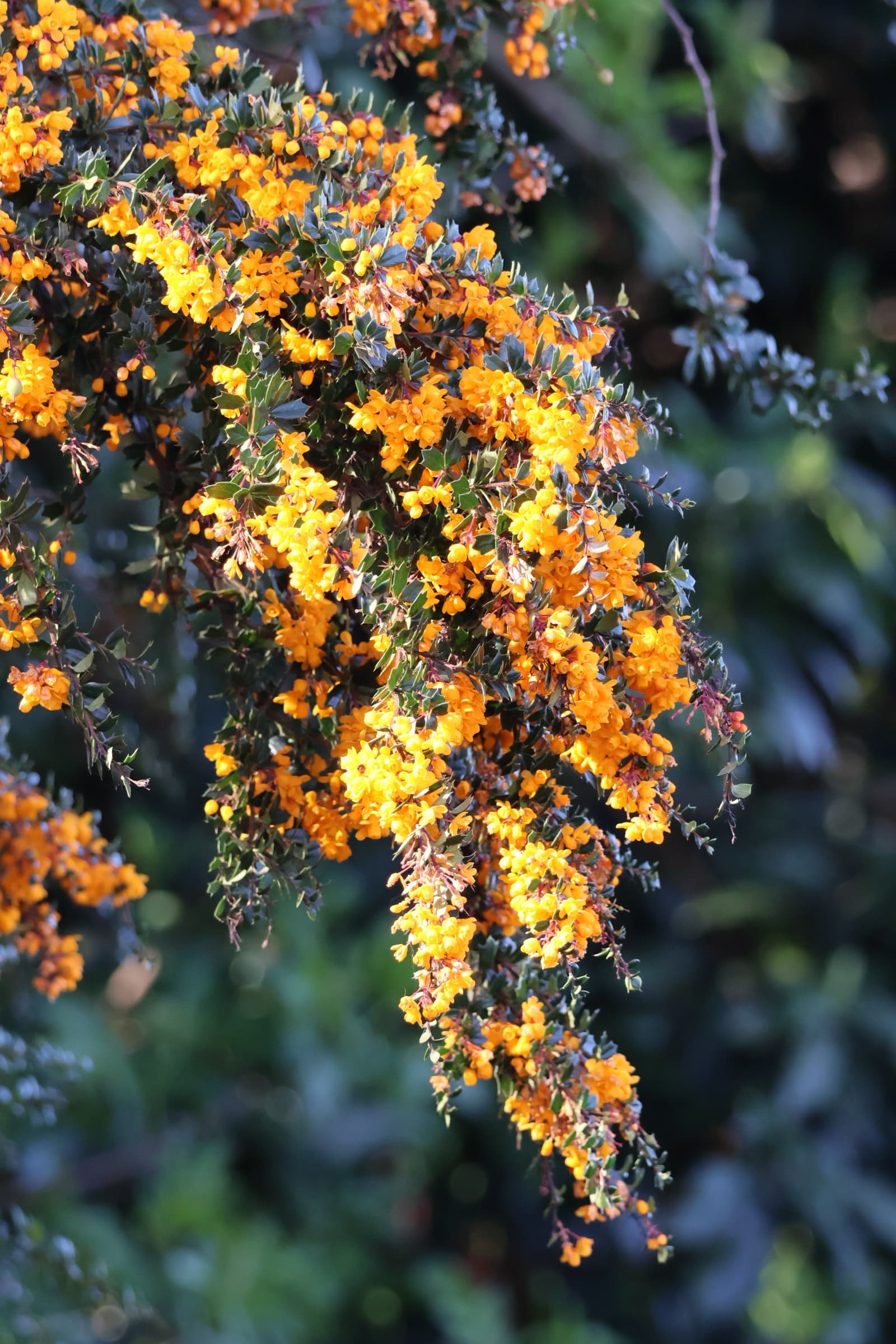 Flower 524