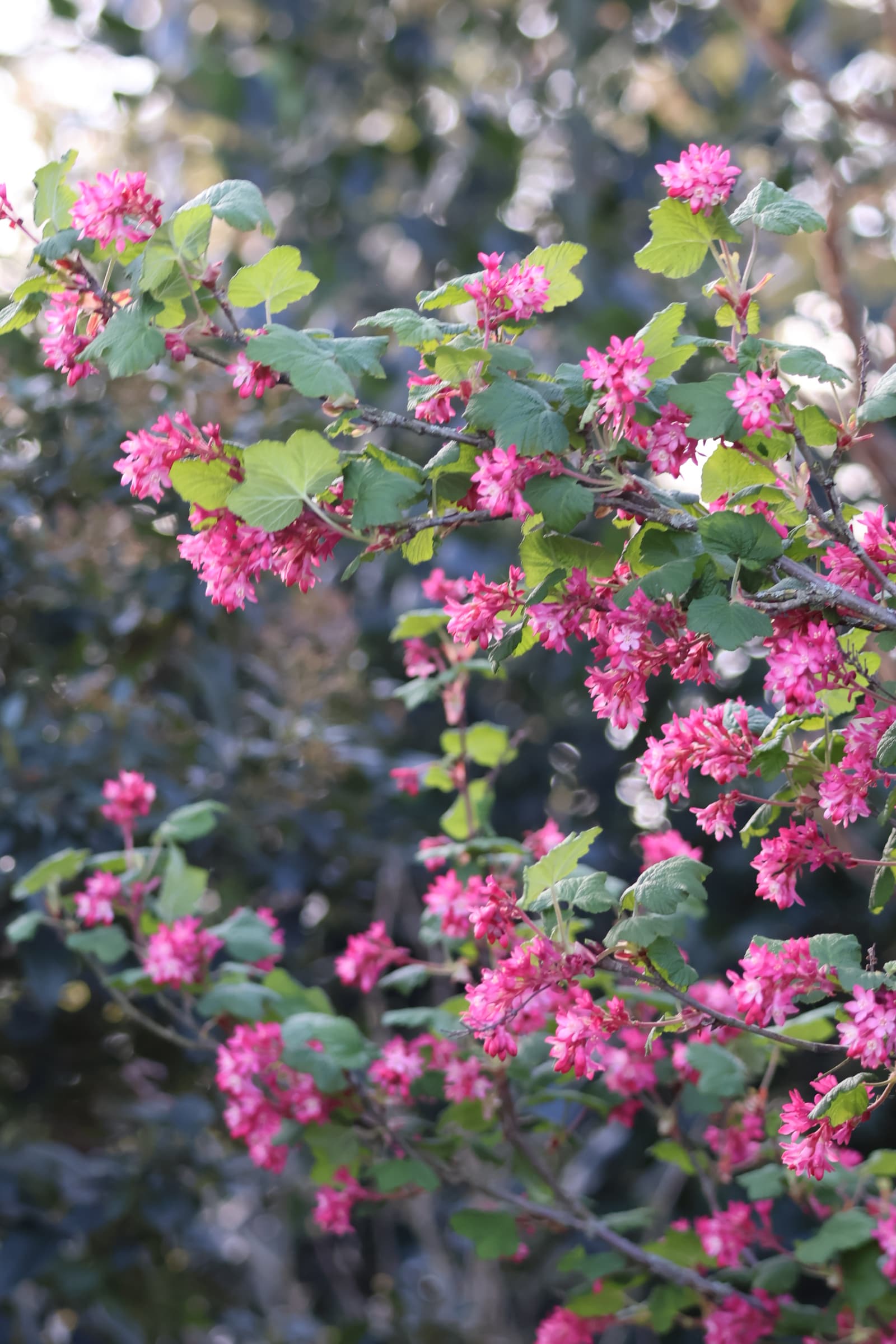 Flower 14