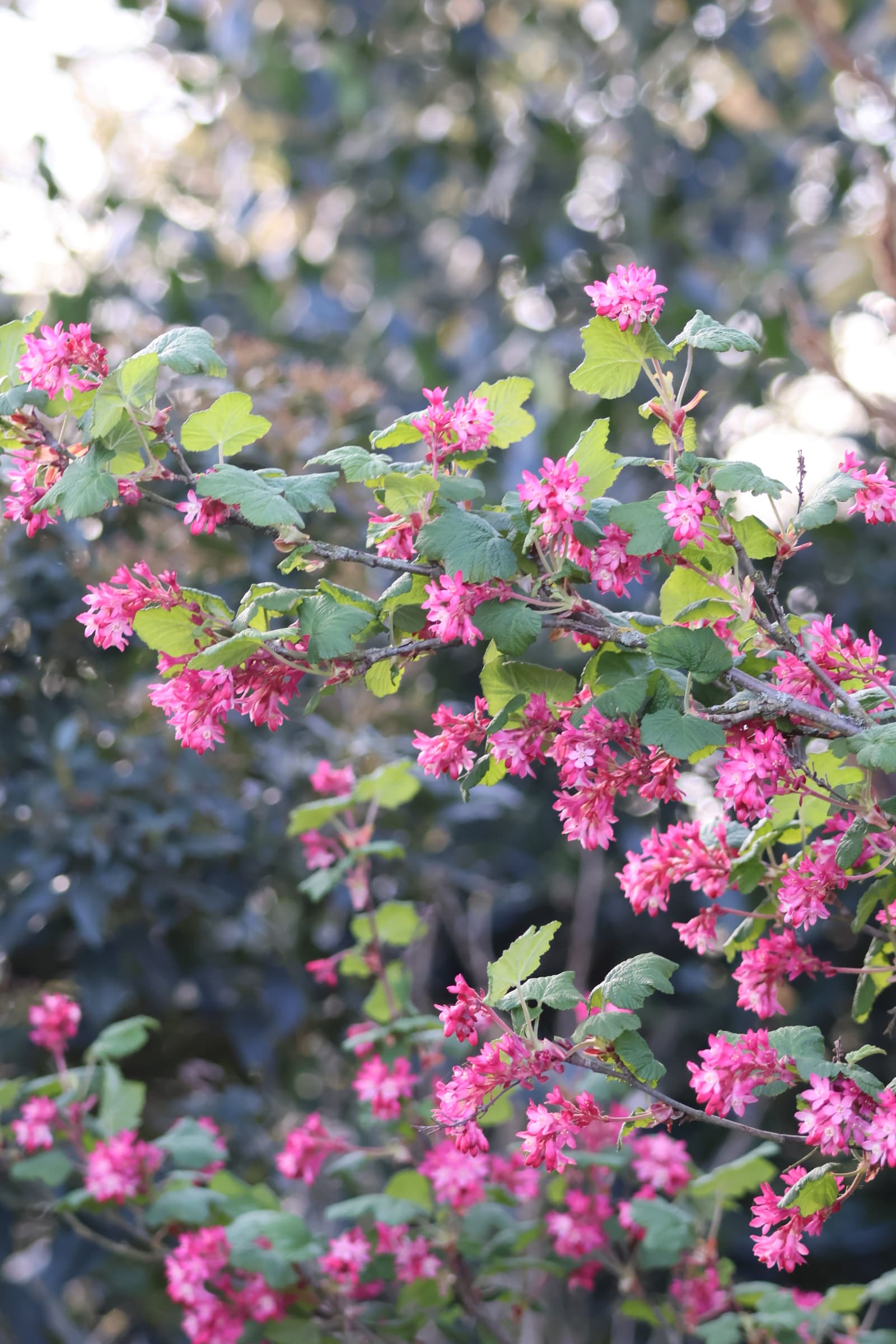 Flower 342