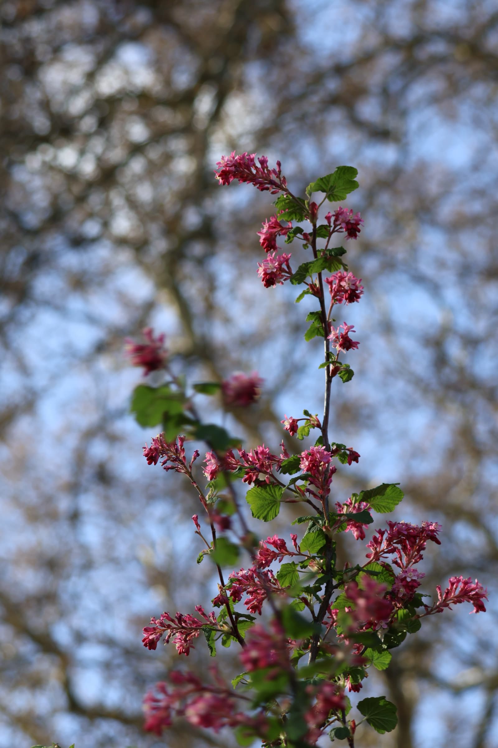 Flower 468