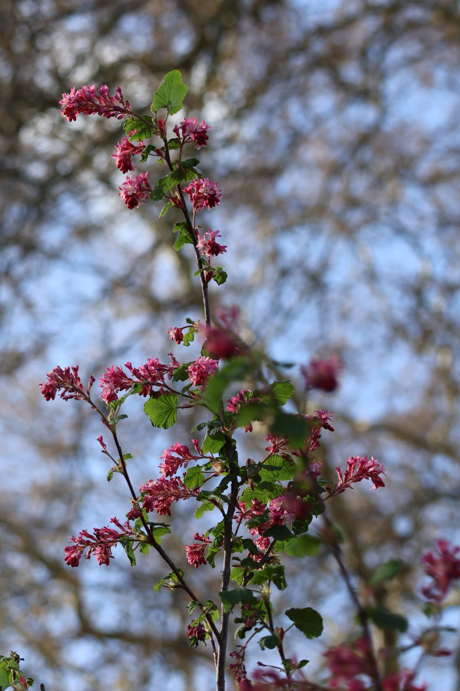 Flower 248