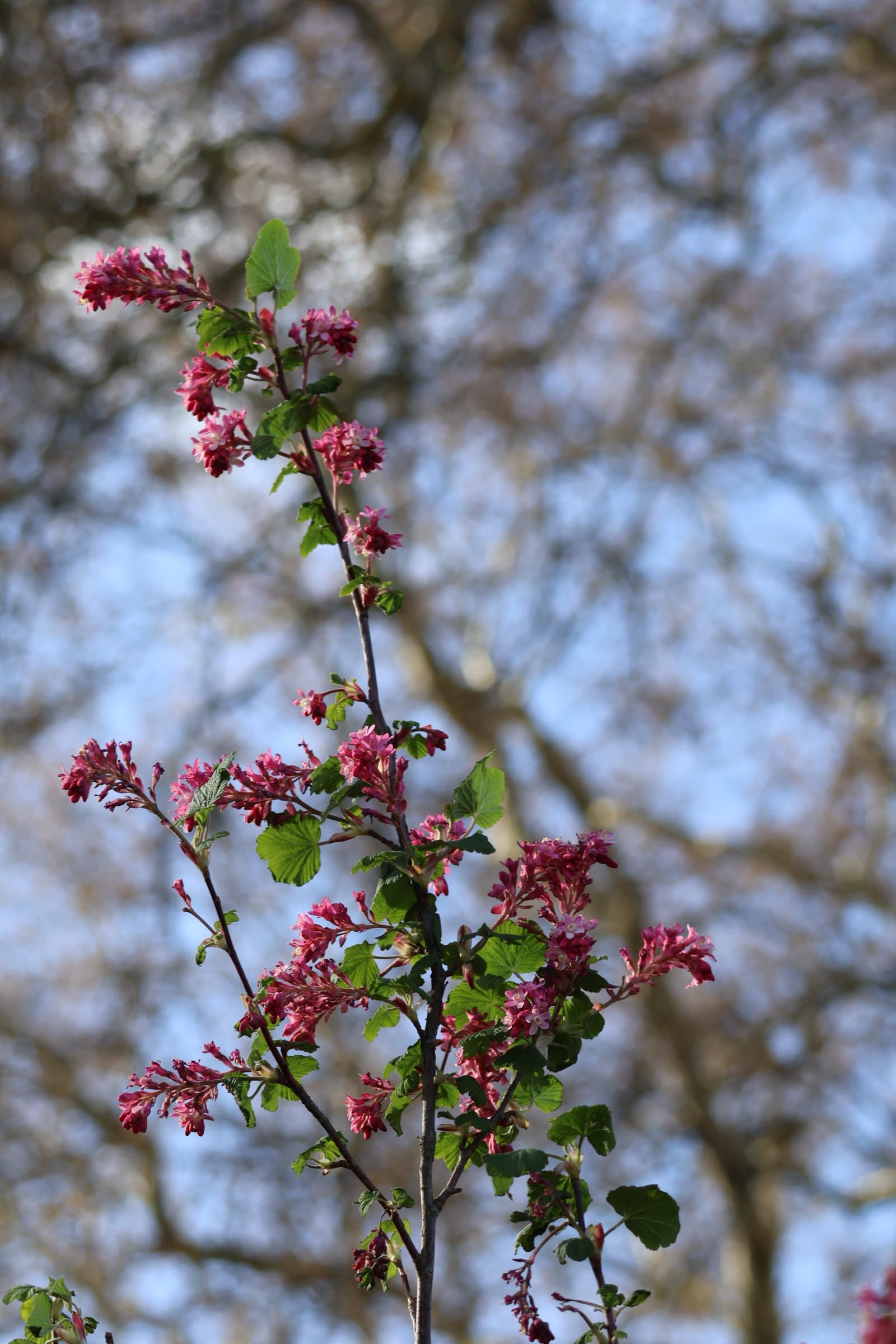 Flower 205