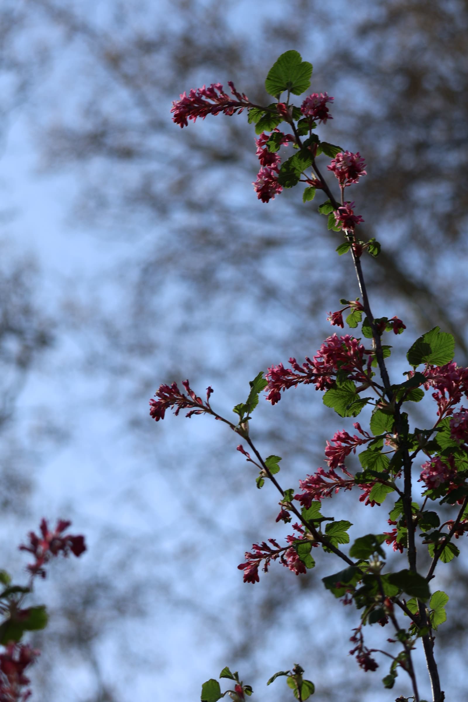 Flower 336