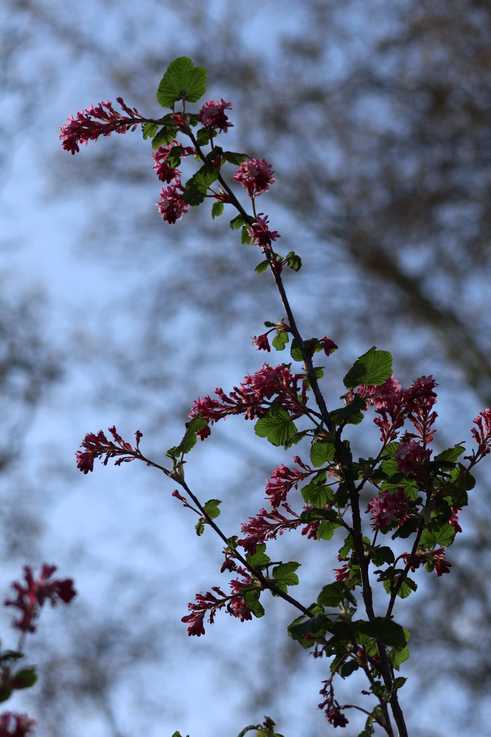 Flower 237