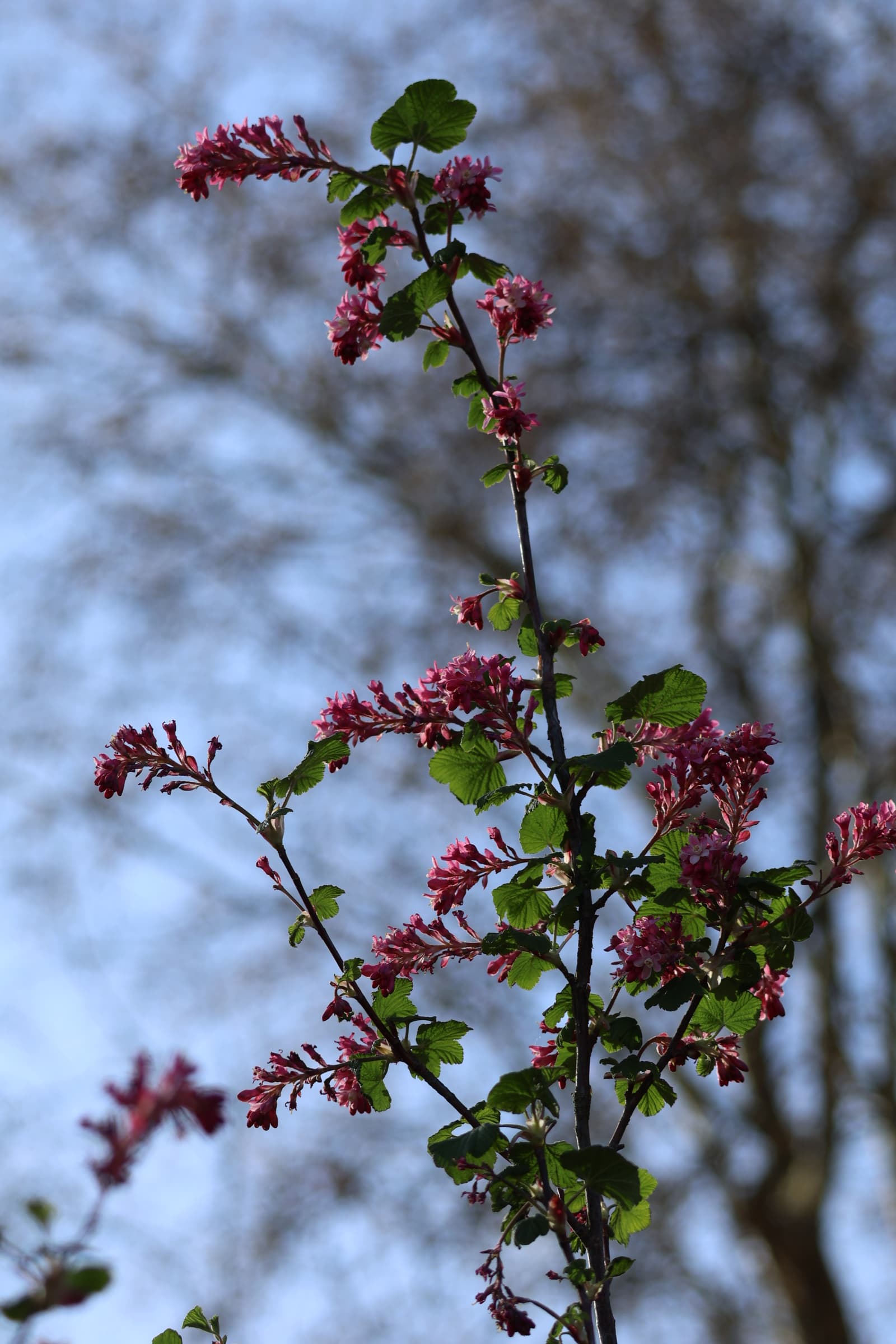Flower 314