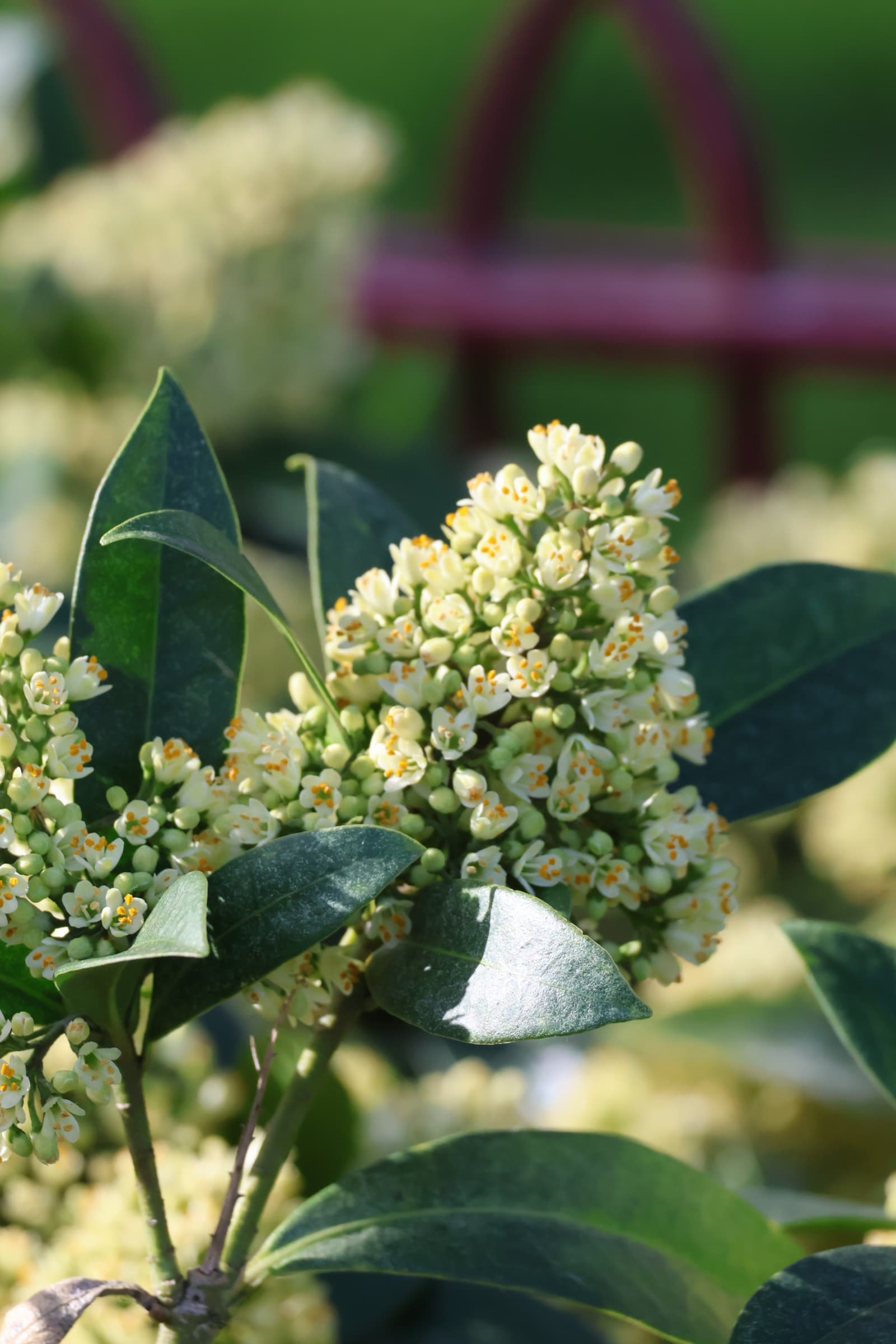 Flower 111