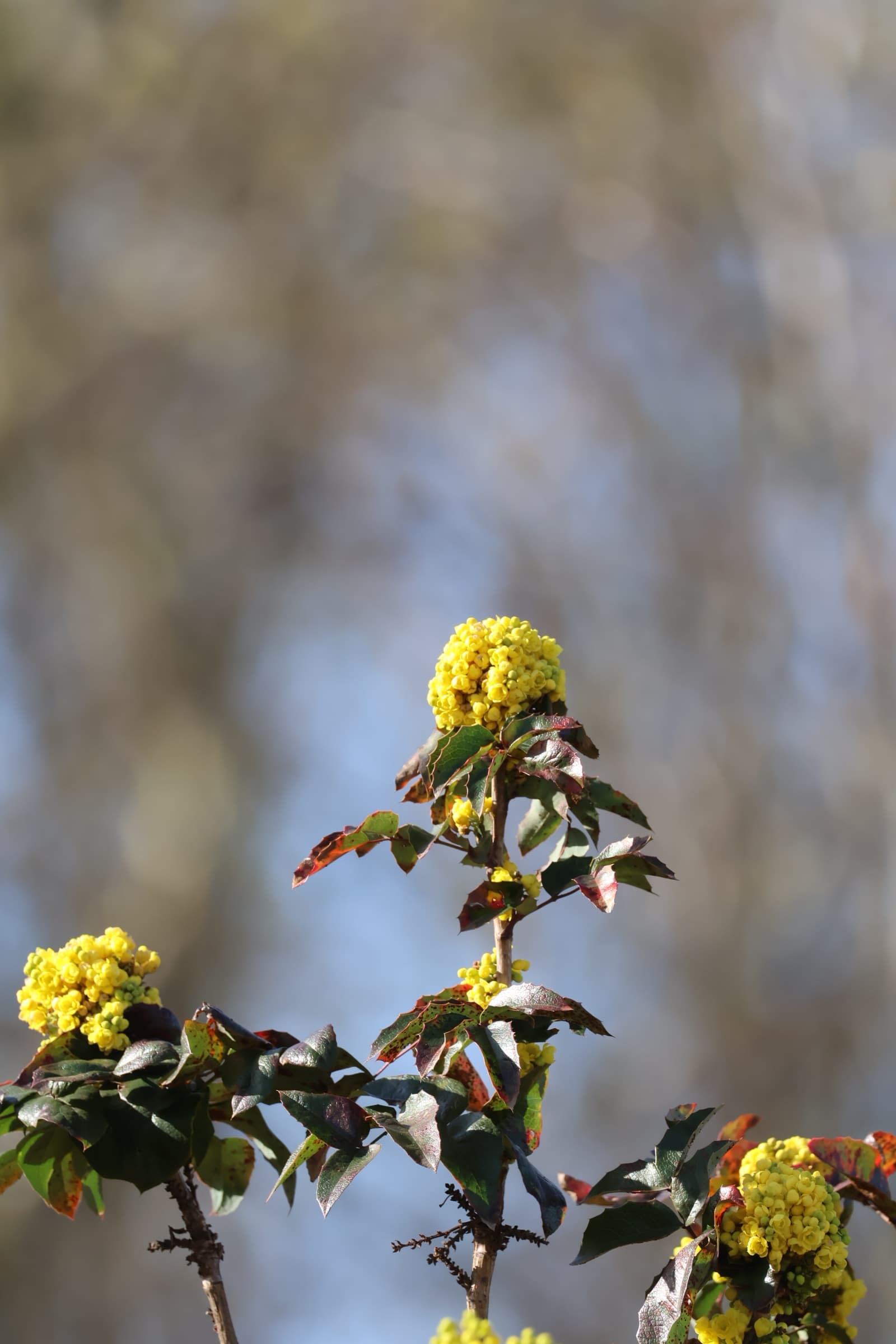 Flower 550