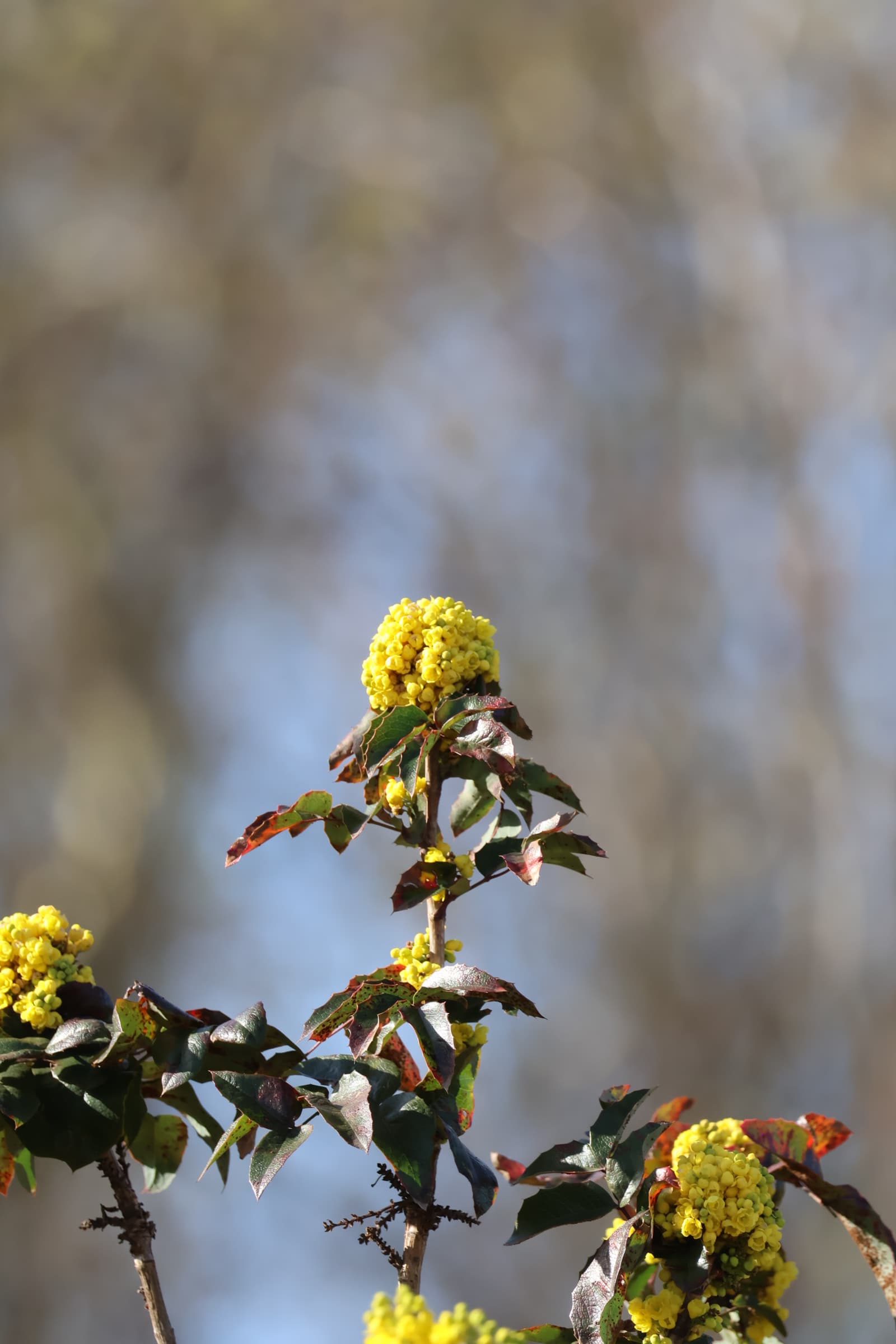 Flower 93