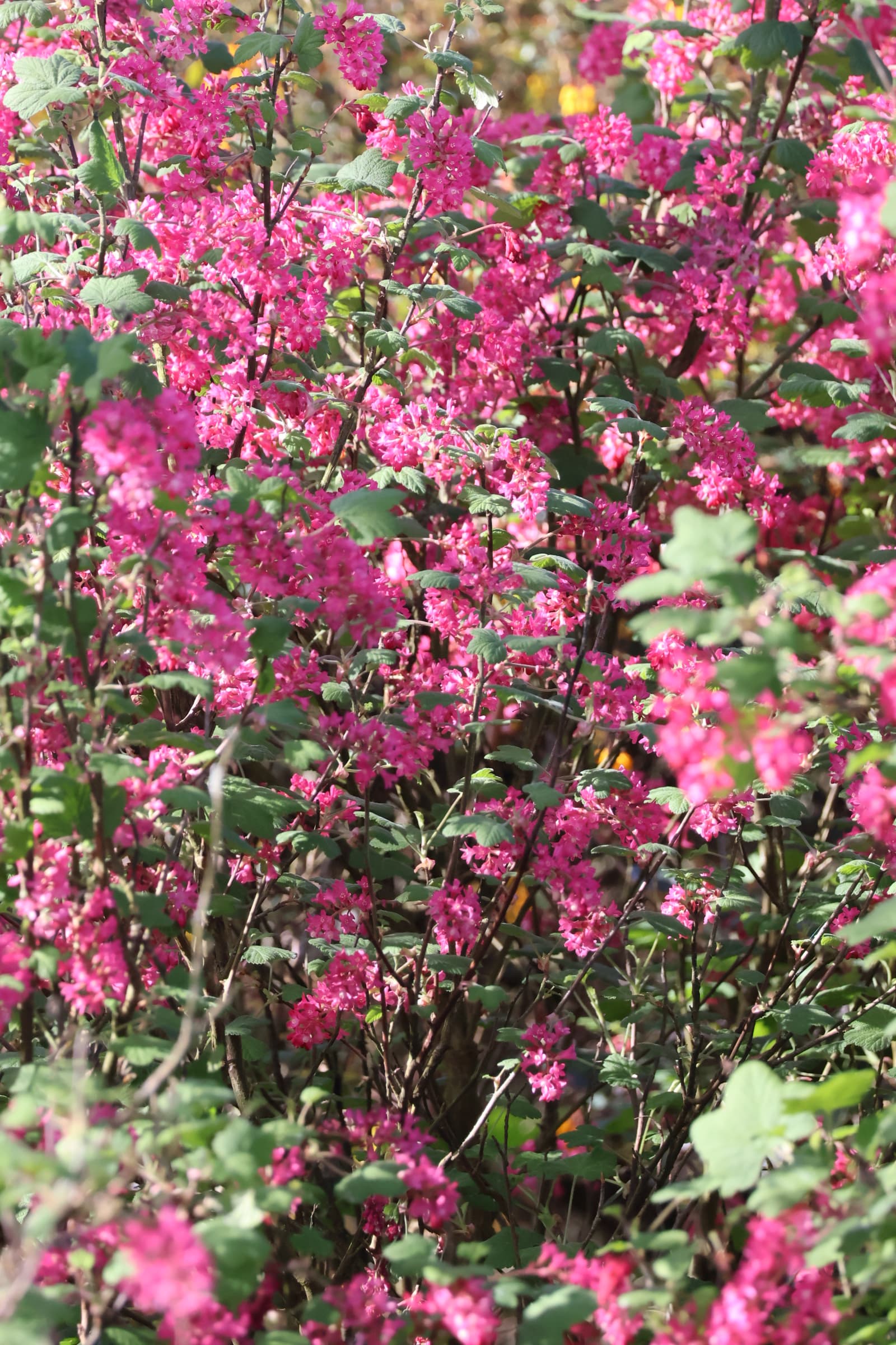 Flower 177
