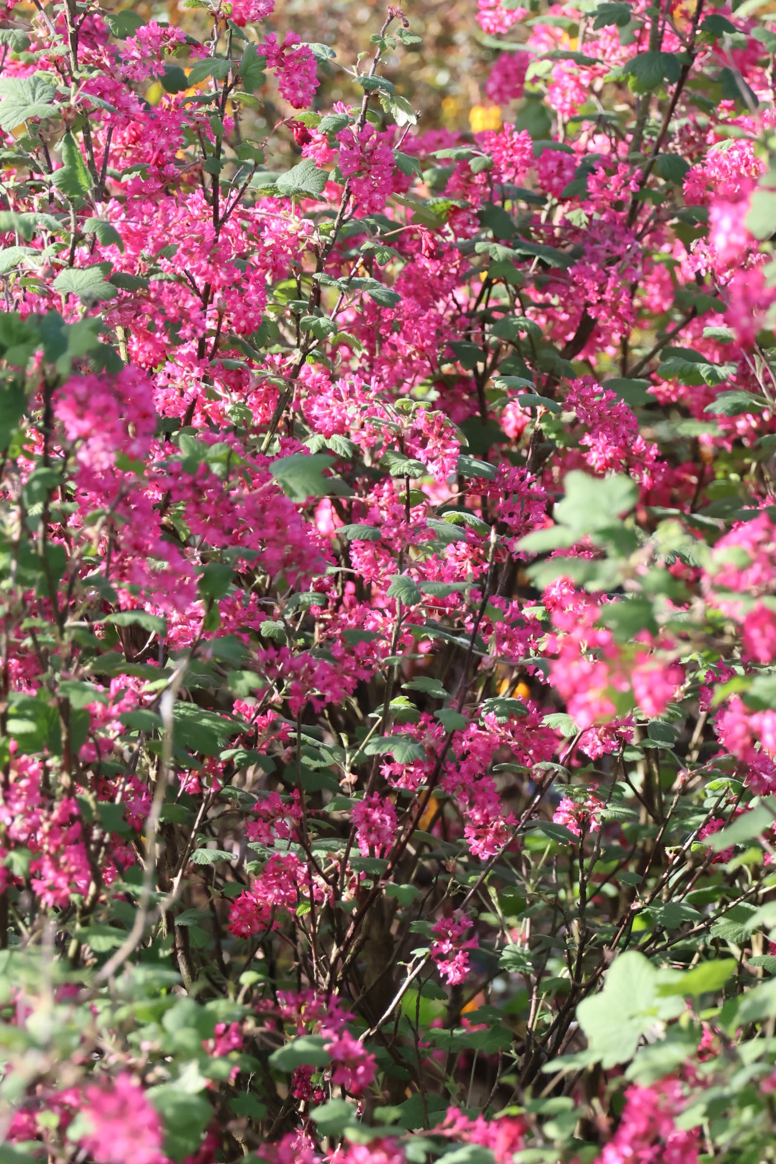 Flower 105