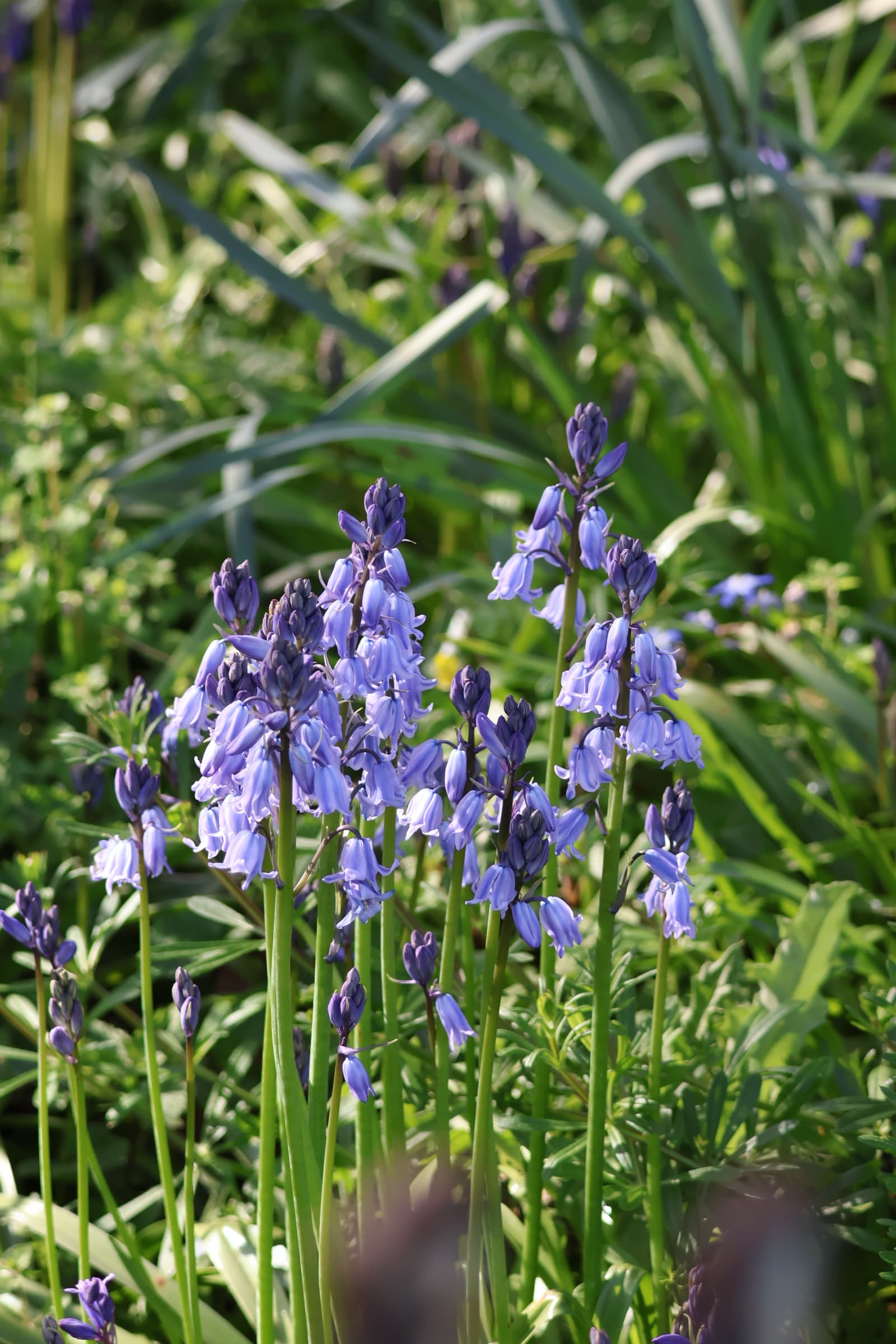 Flower 128