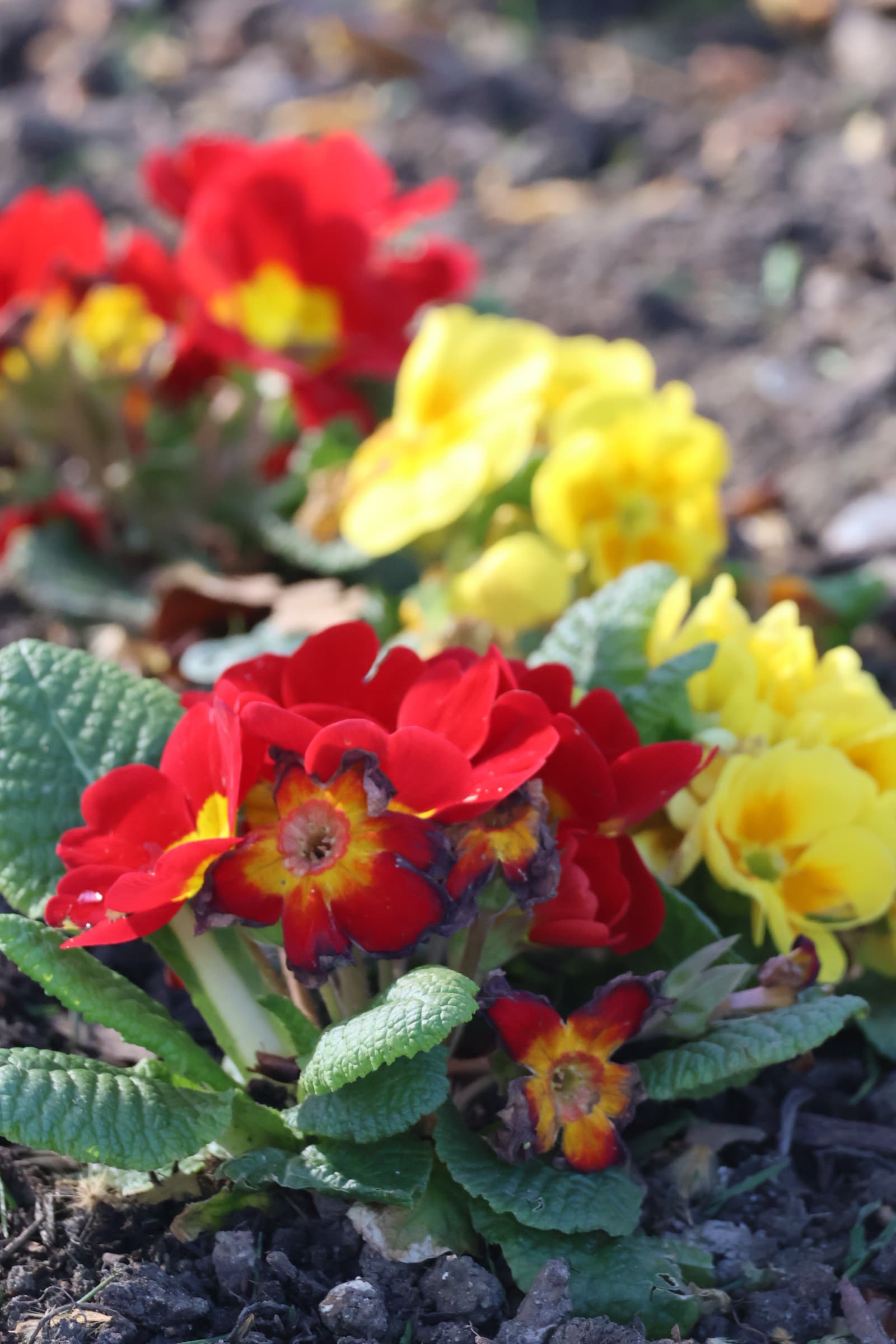 Flower 384