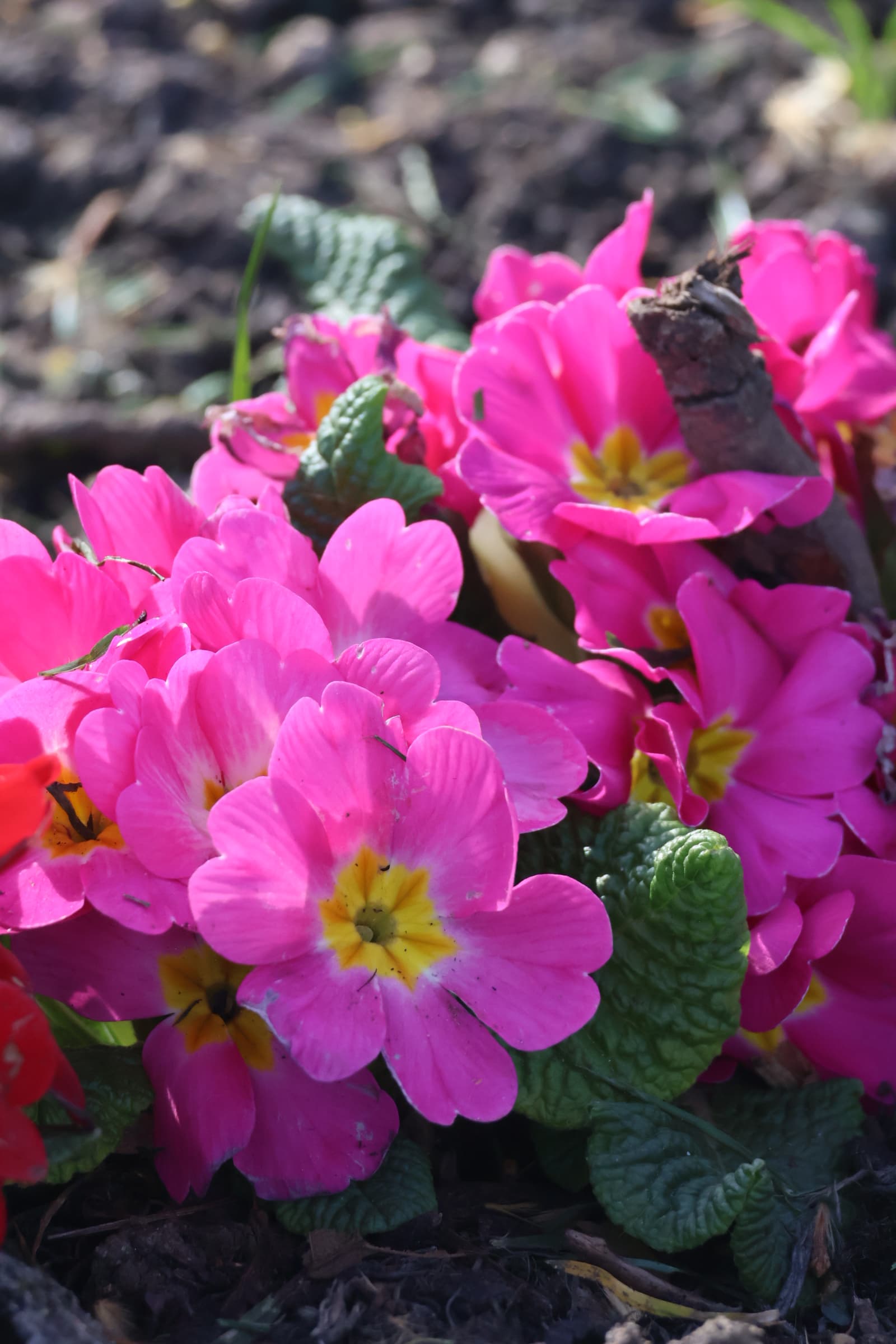 Flower 345