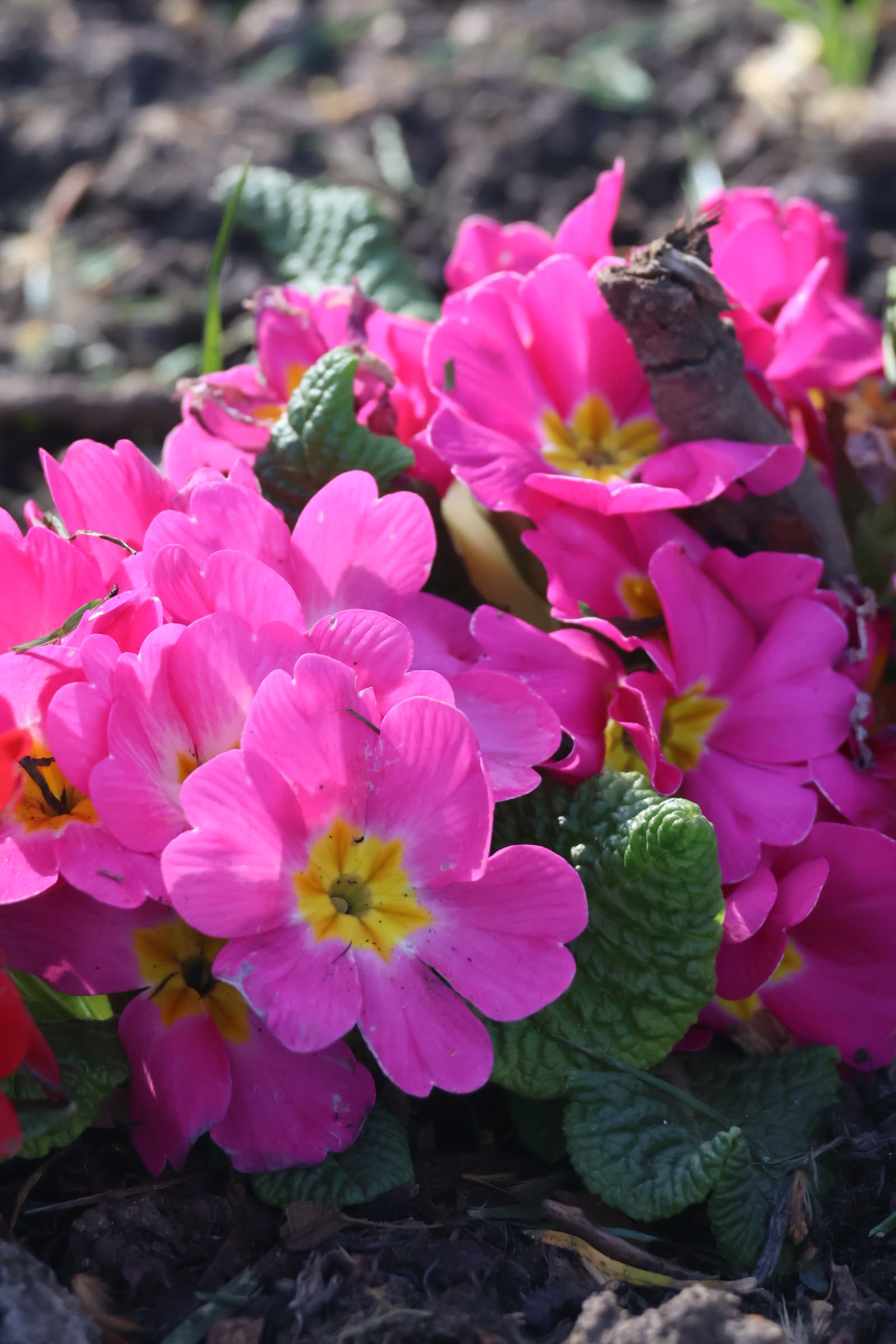 Flower 159