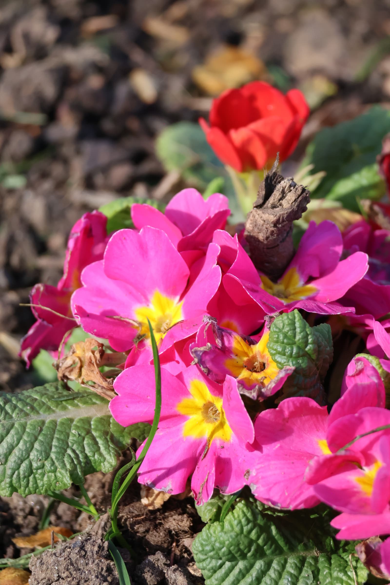 Flower 488