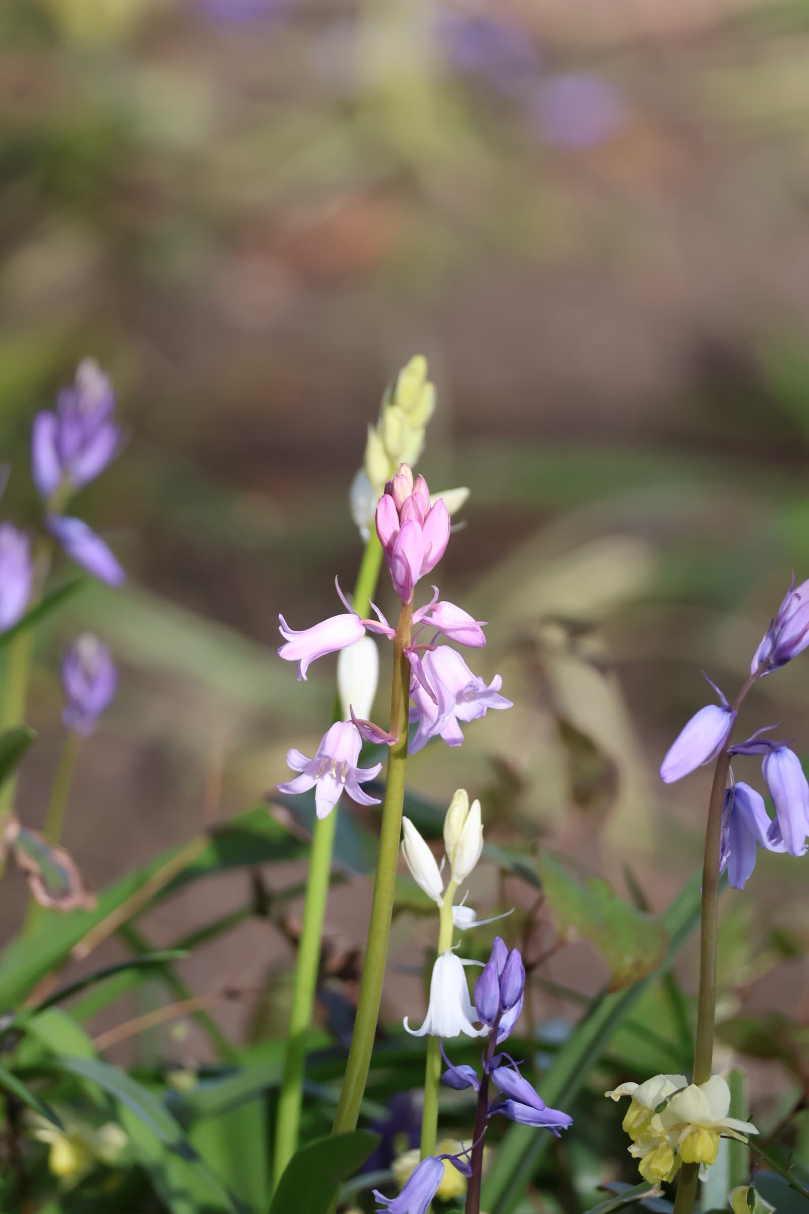 Flower 122