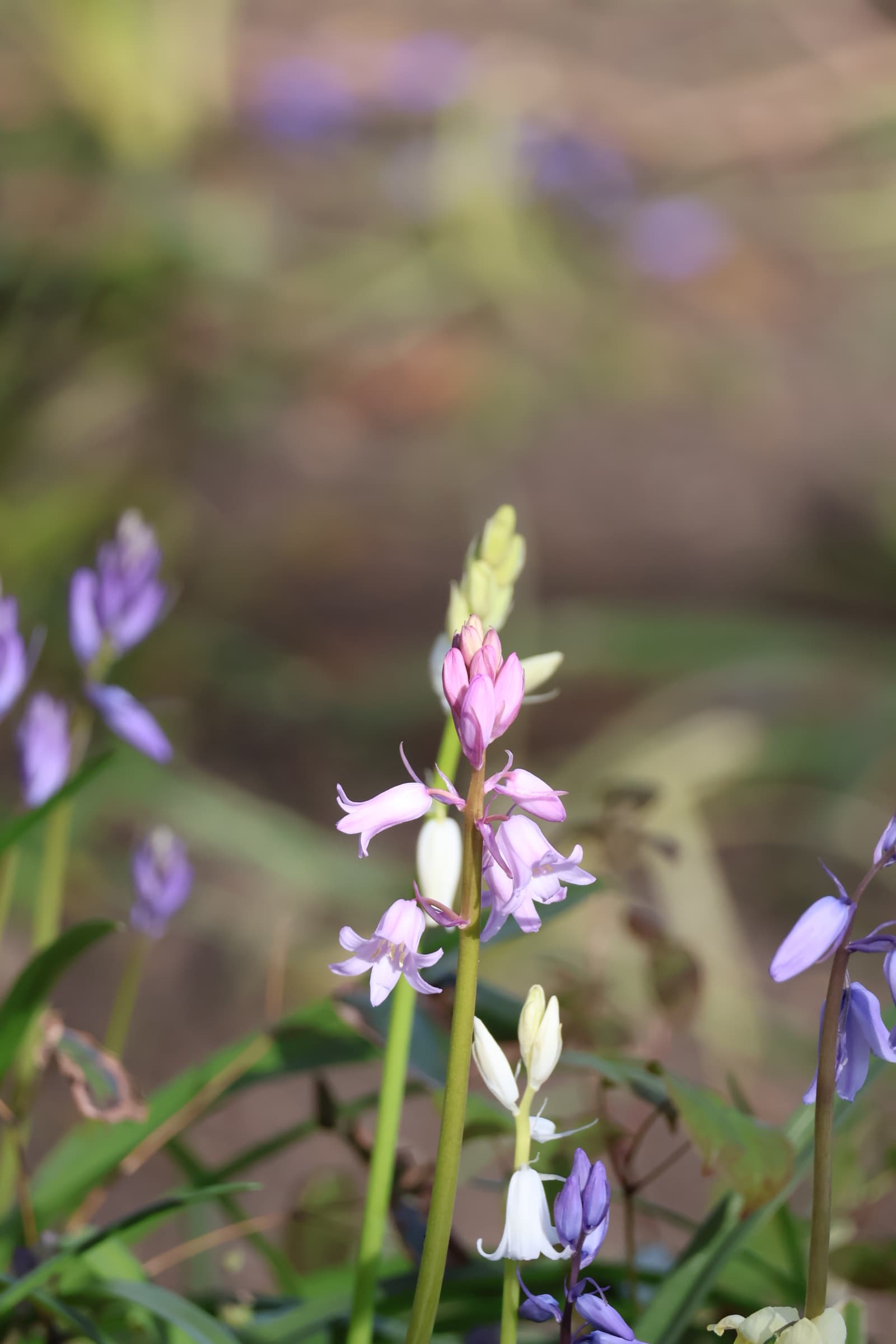 Flower 301