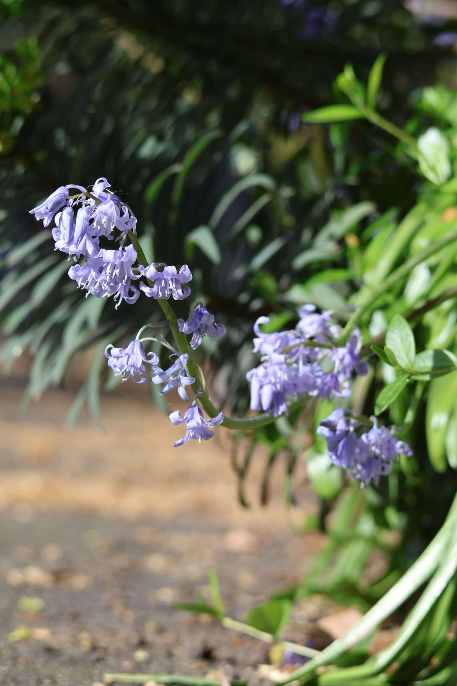Flower 64