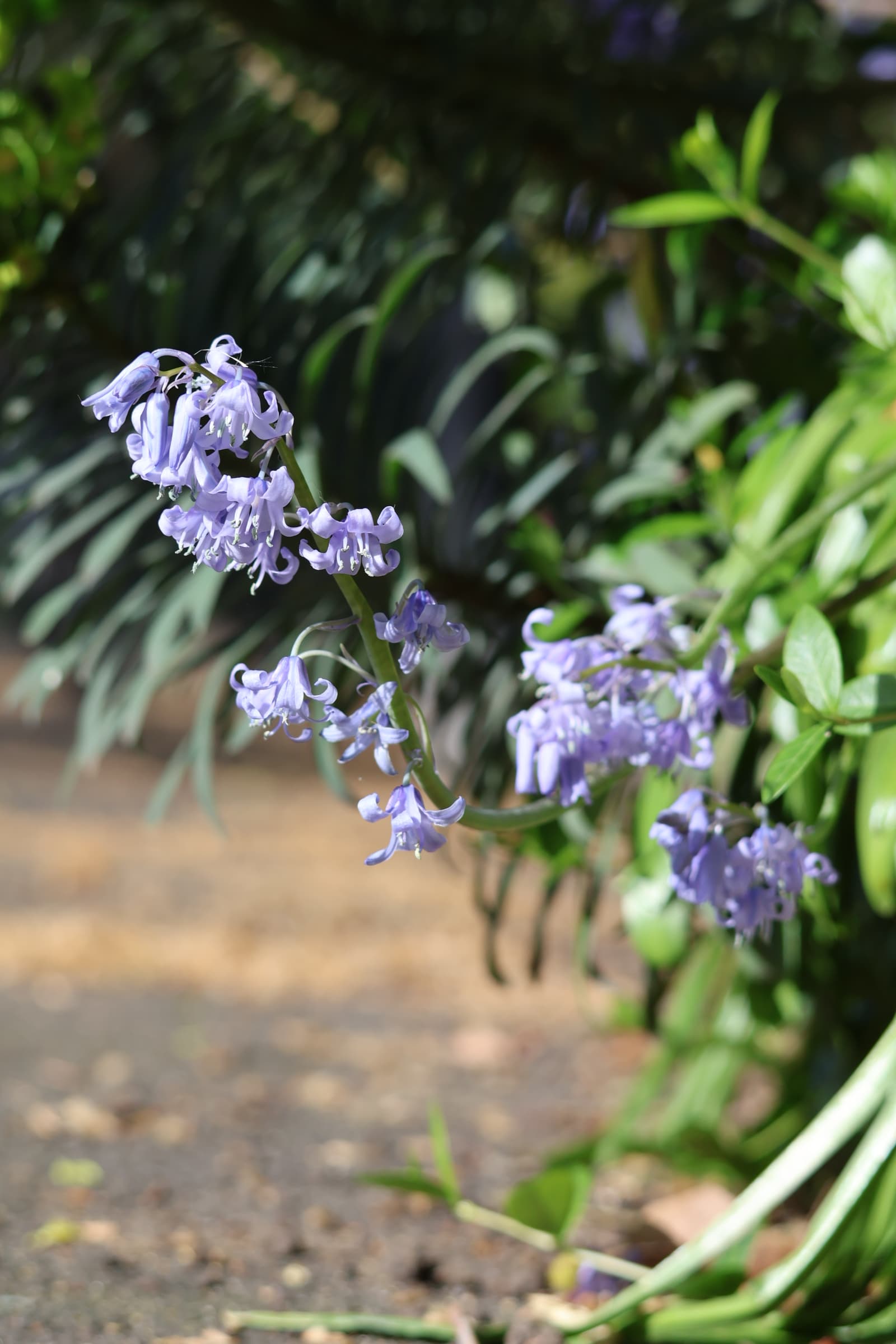 Flower 138