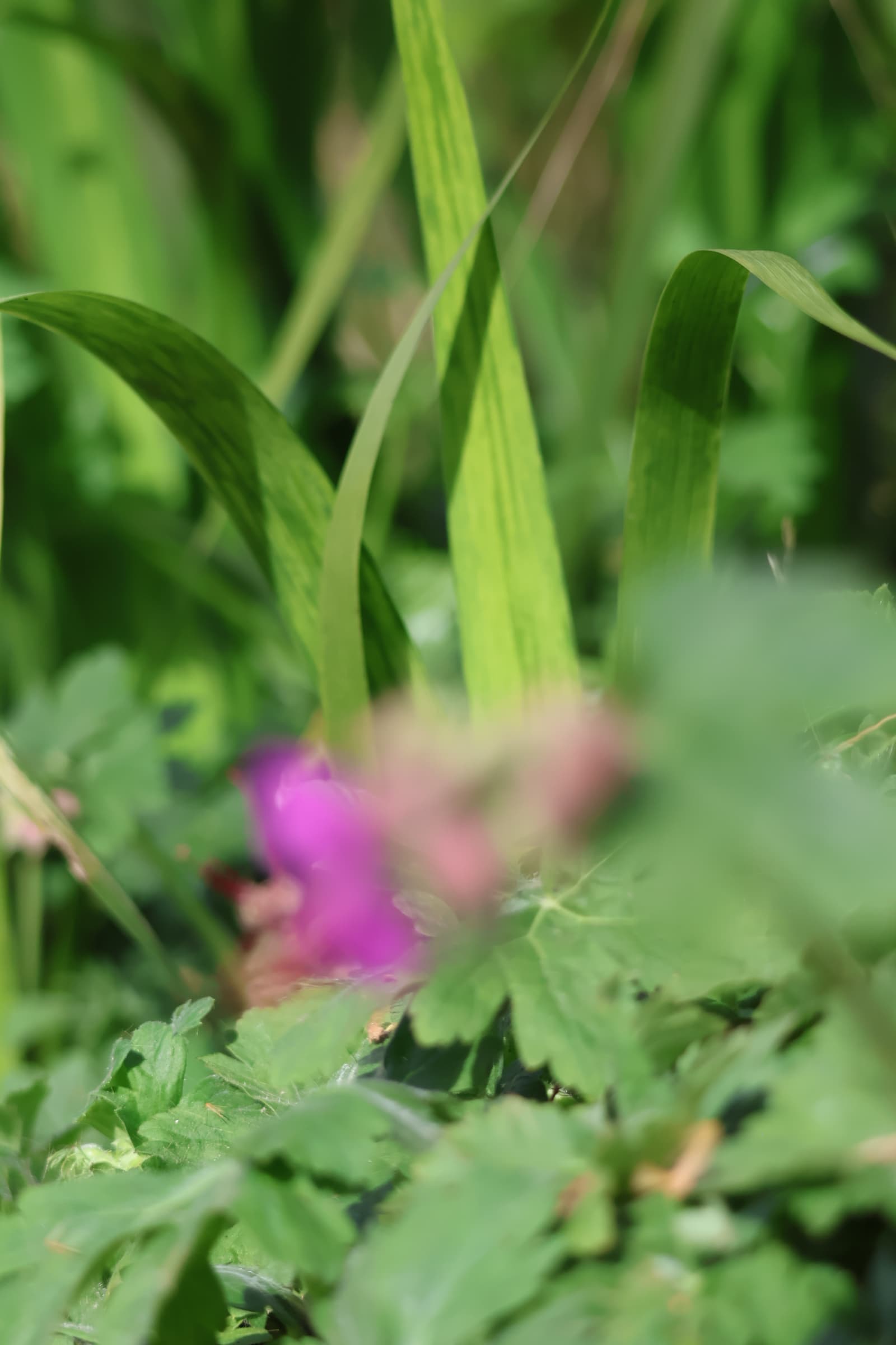 Flower 305